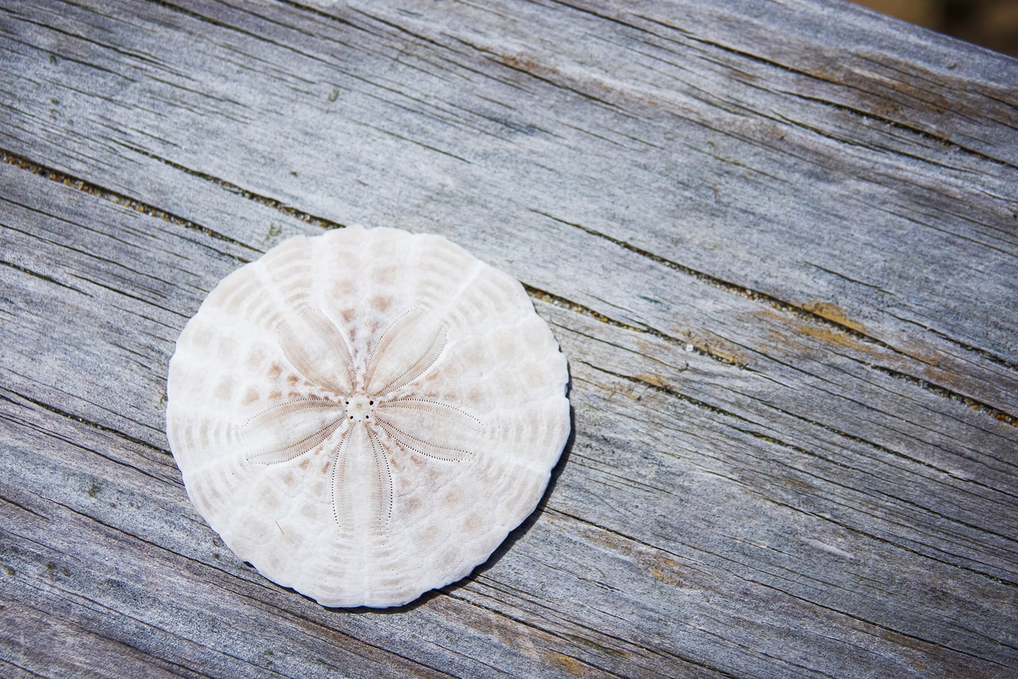 Plum Island