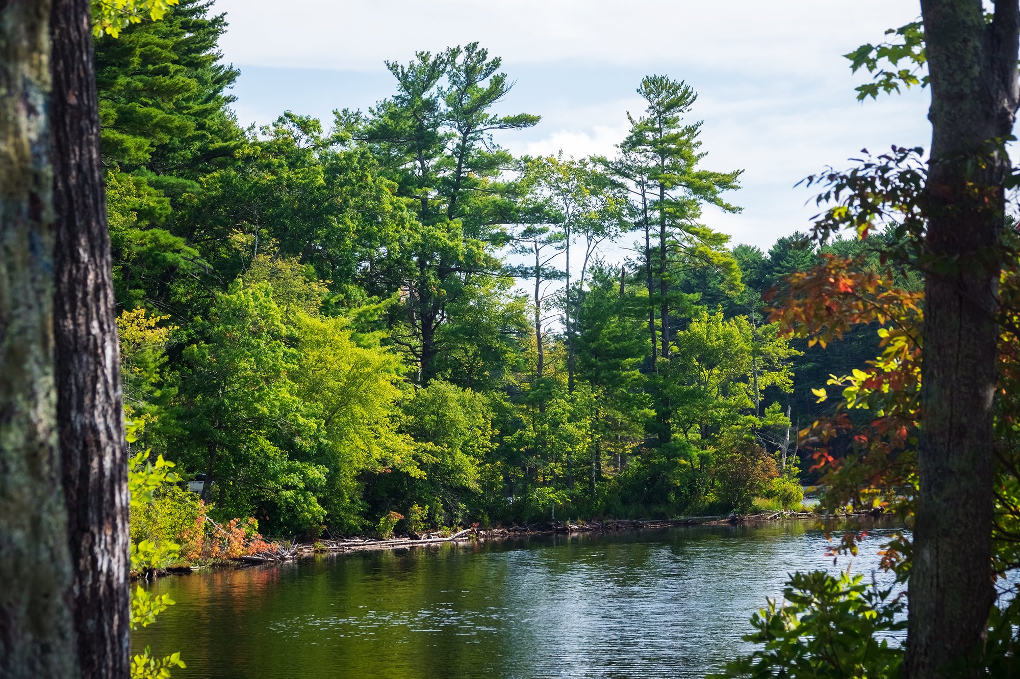 Harold Parker State Forest