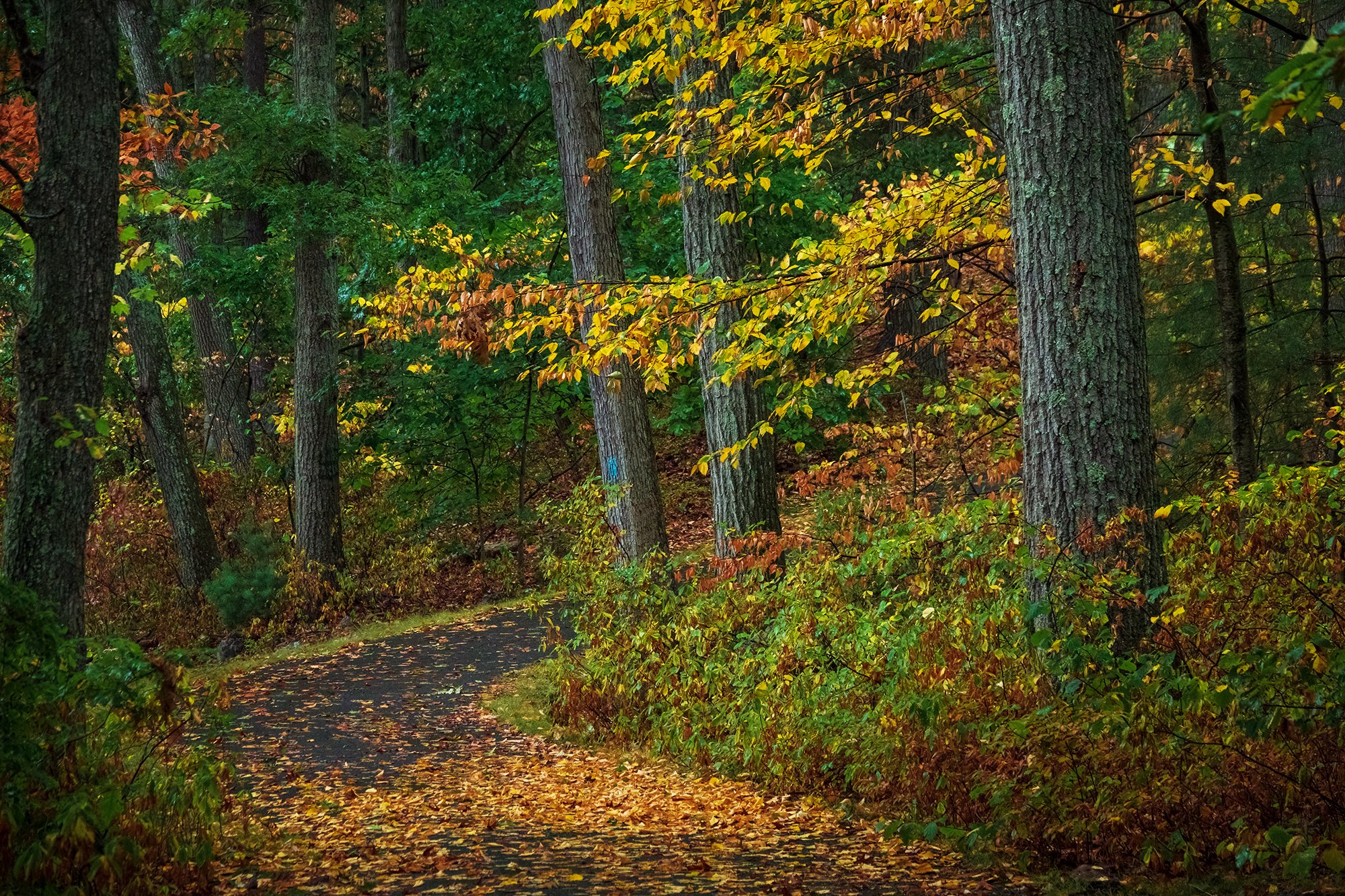 Stony Brook Reservation