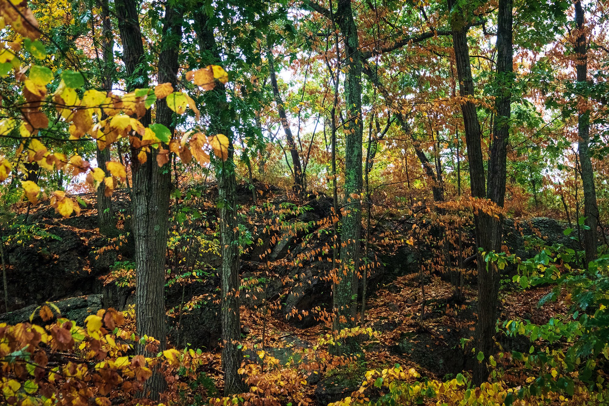 Stony Brook Reservation