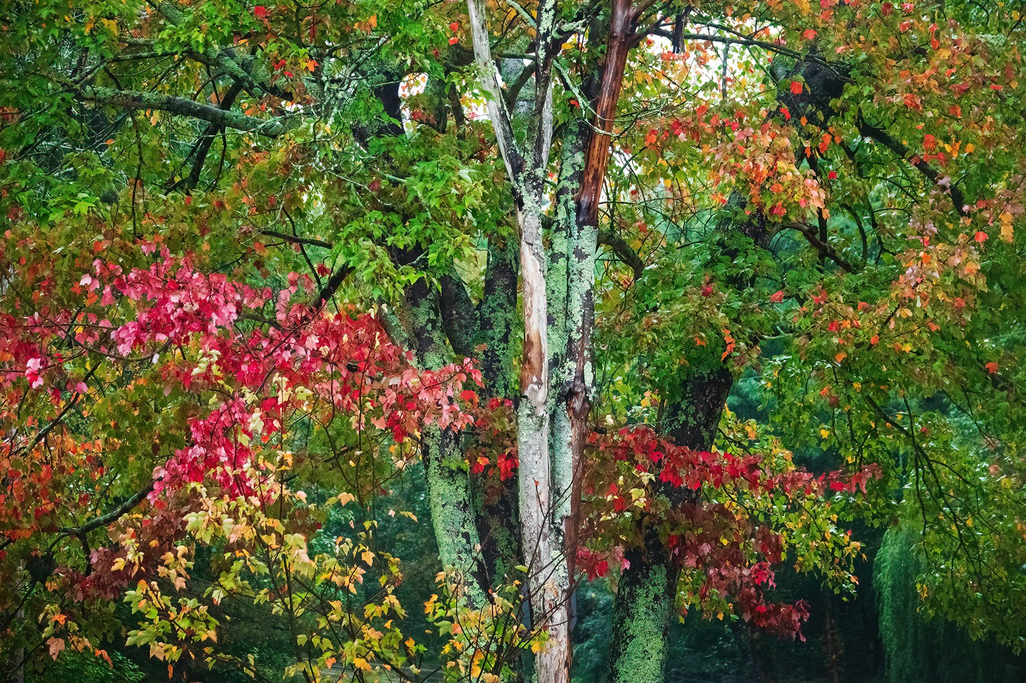 Stony Brook Reservation