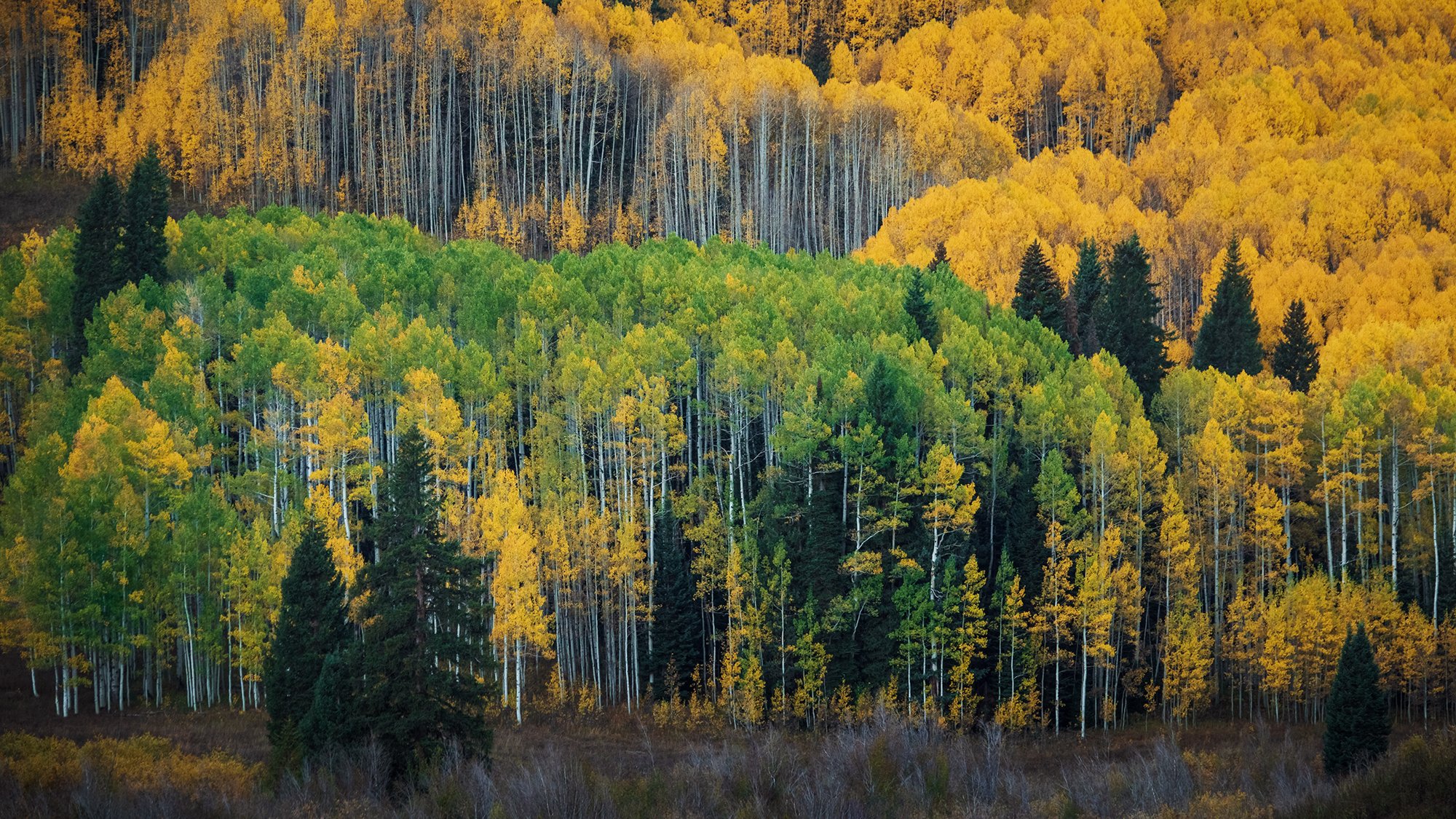 Gunnison National Forest