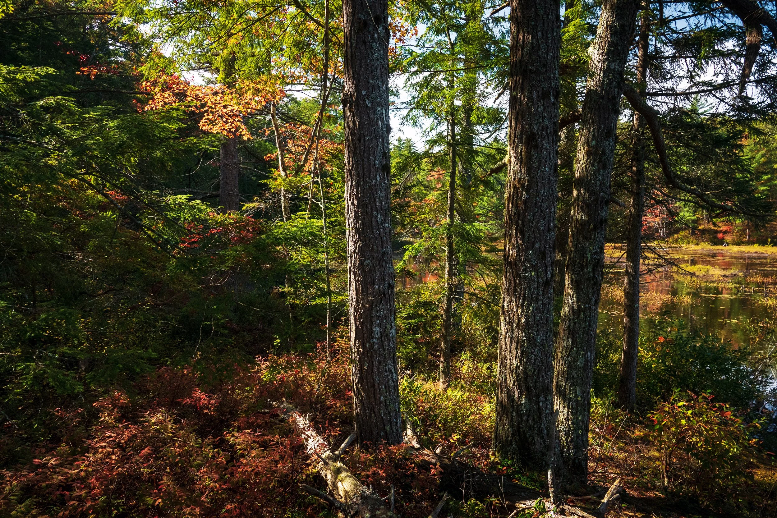 _DSC4250-1.jpg