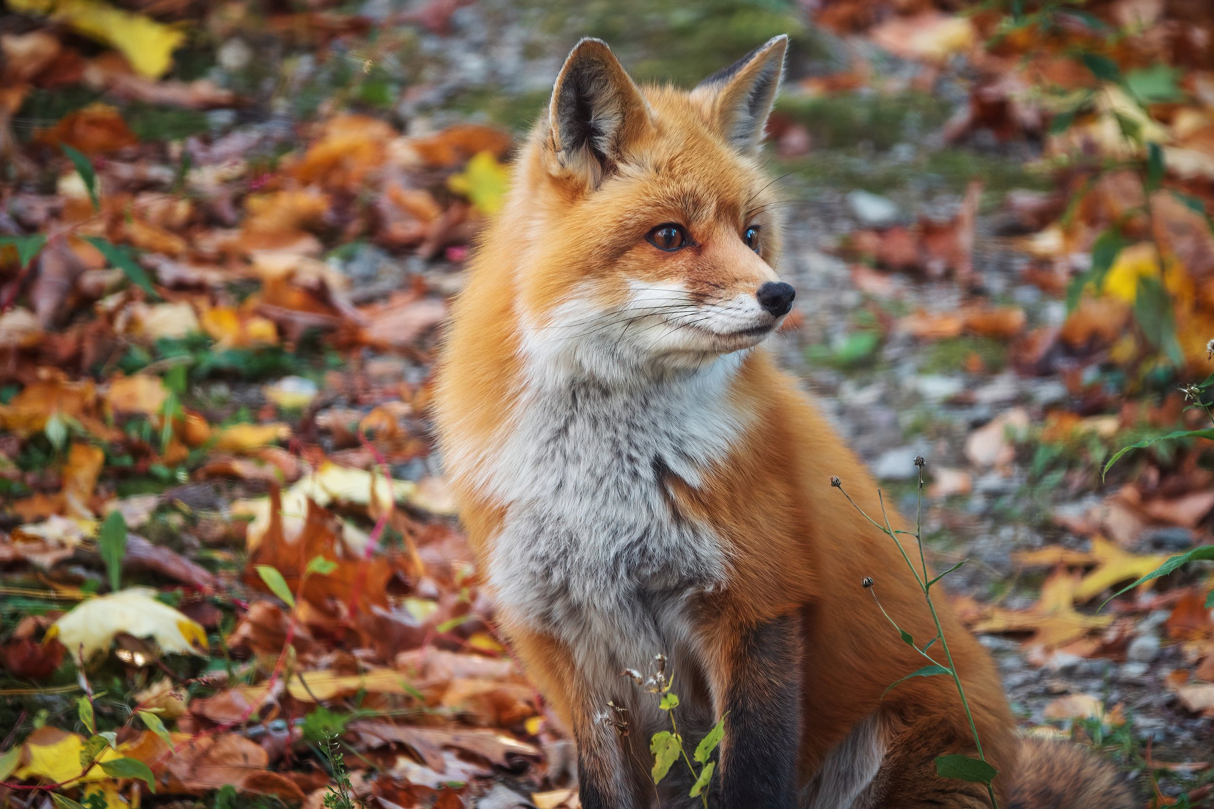 Milton