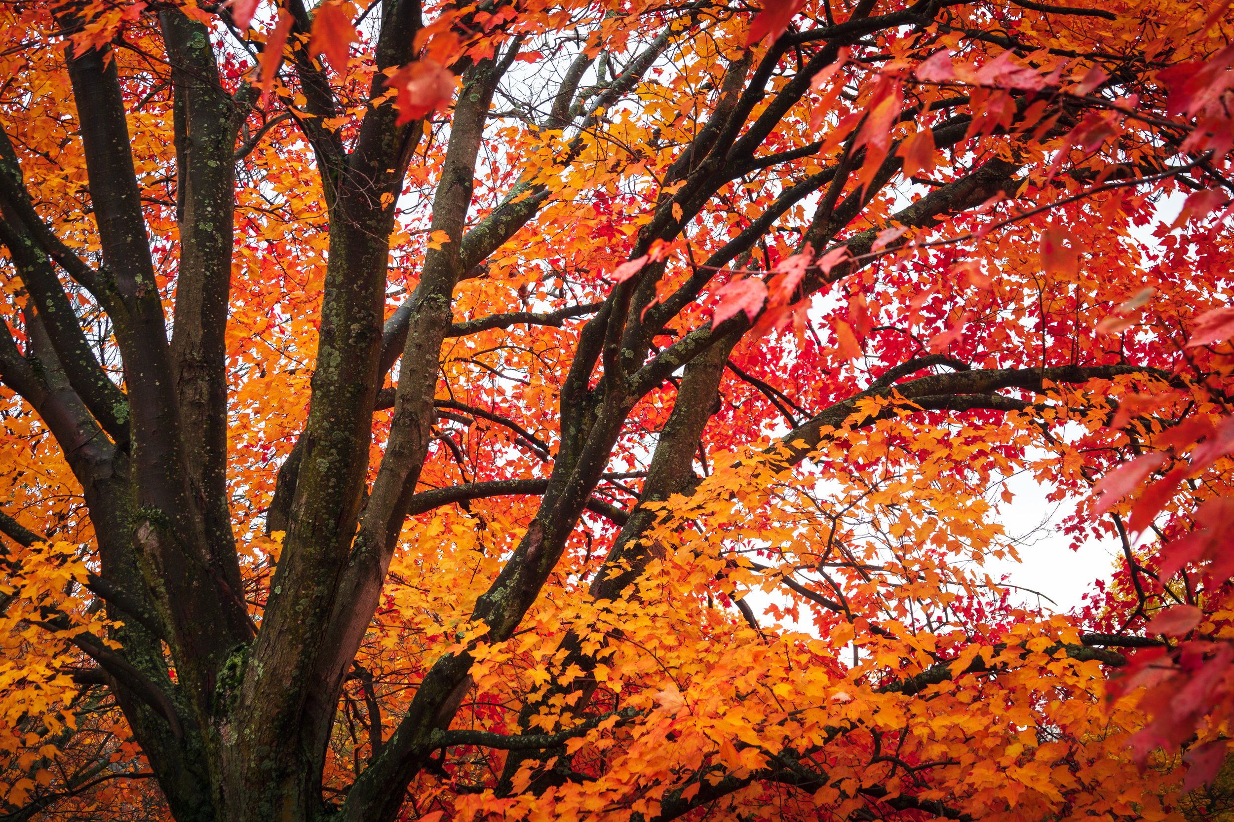Brookline