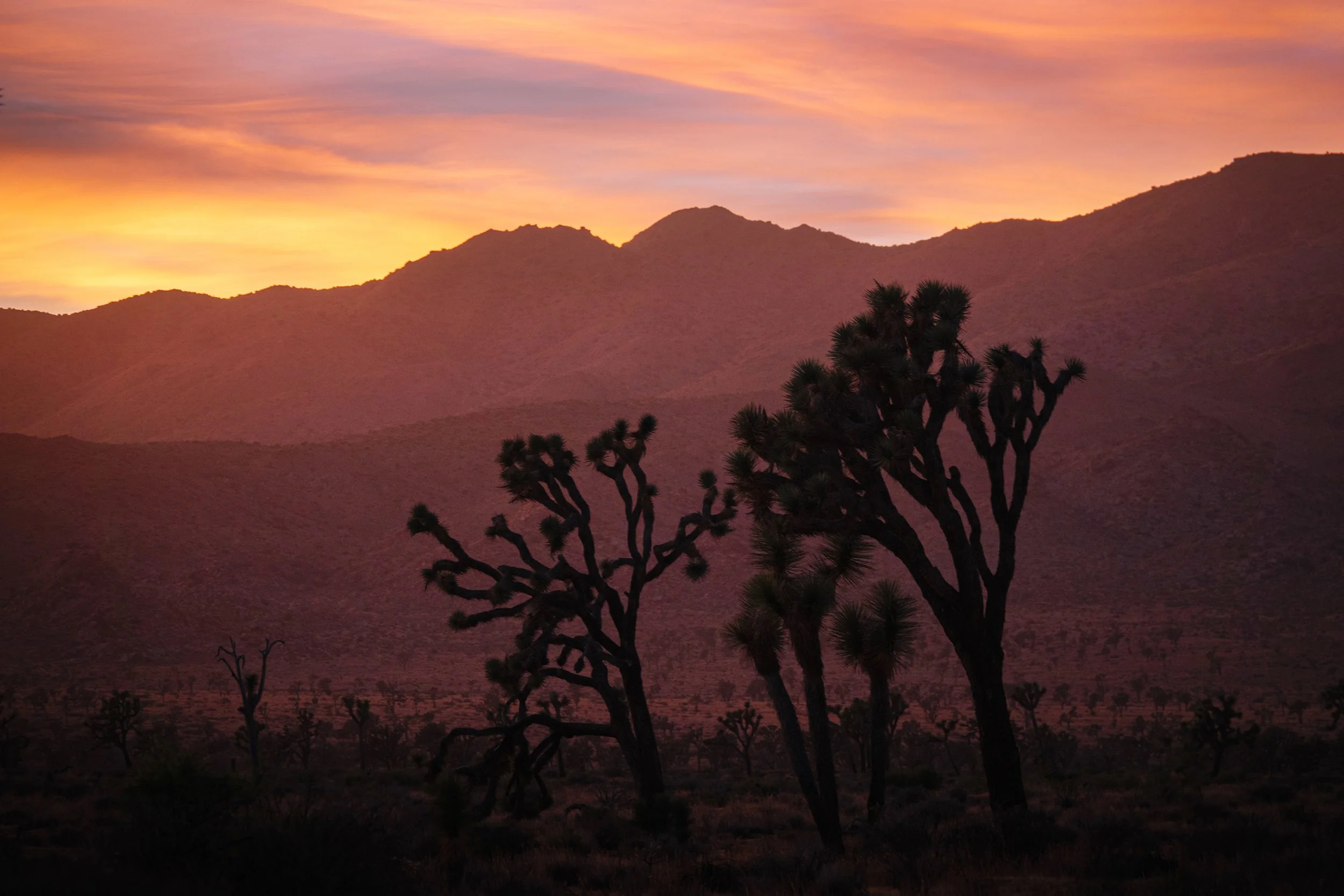 Joshua Tree