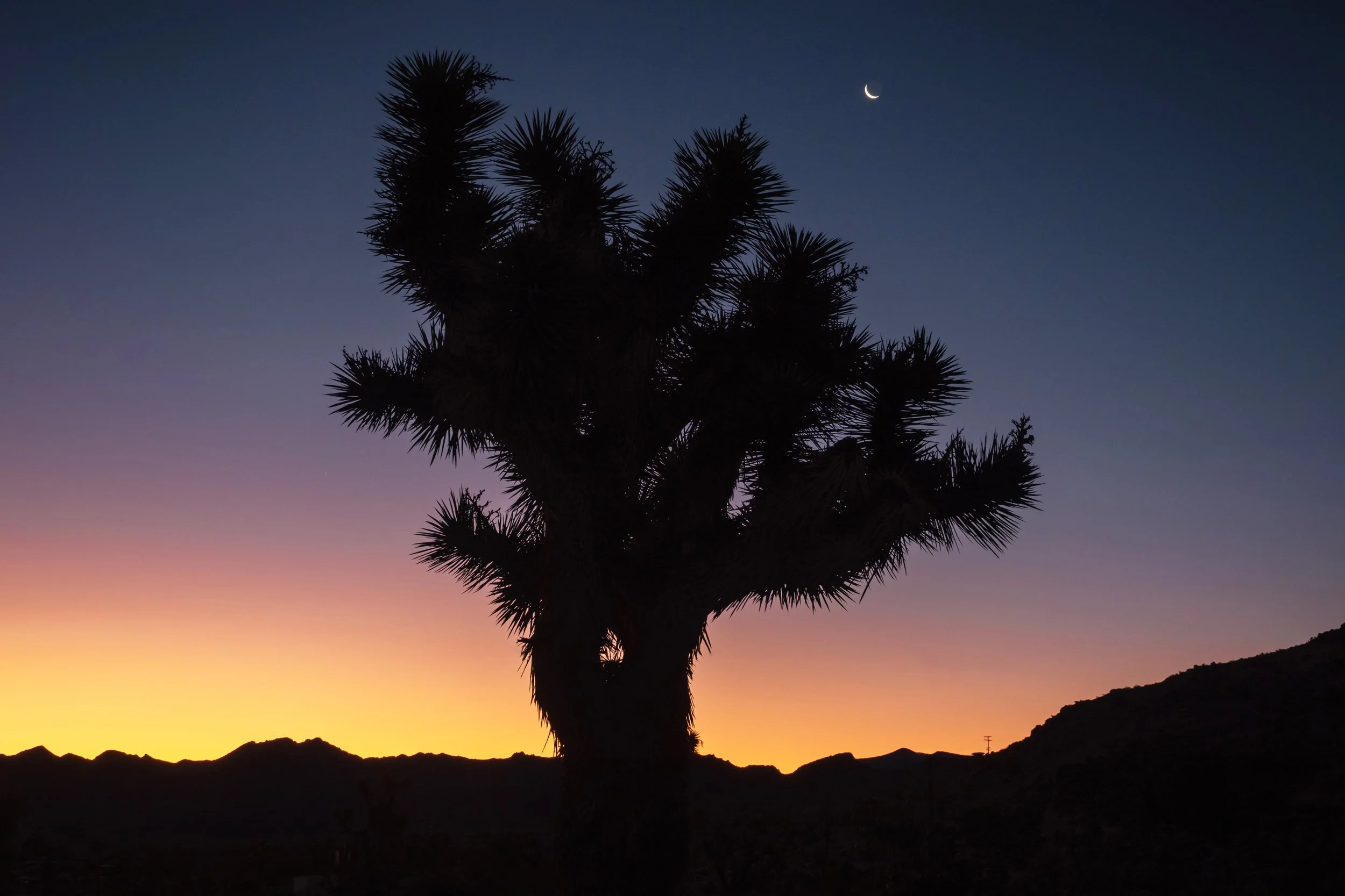 Joshua Tree