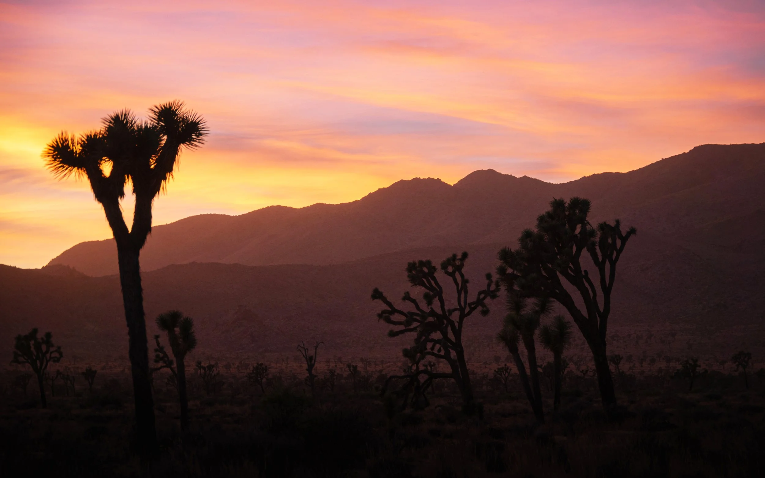 Joshua Tree