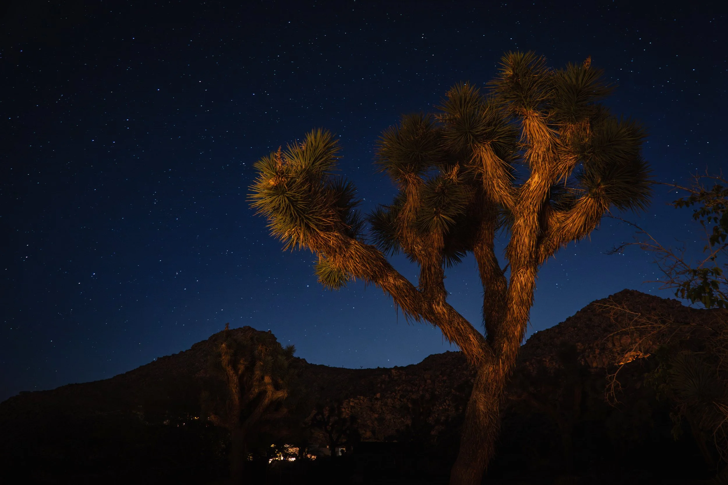 Joshua Tree