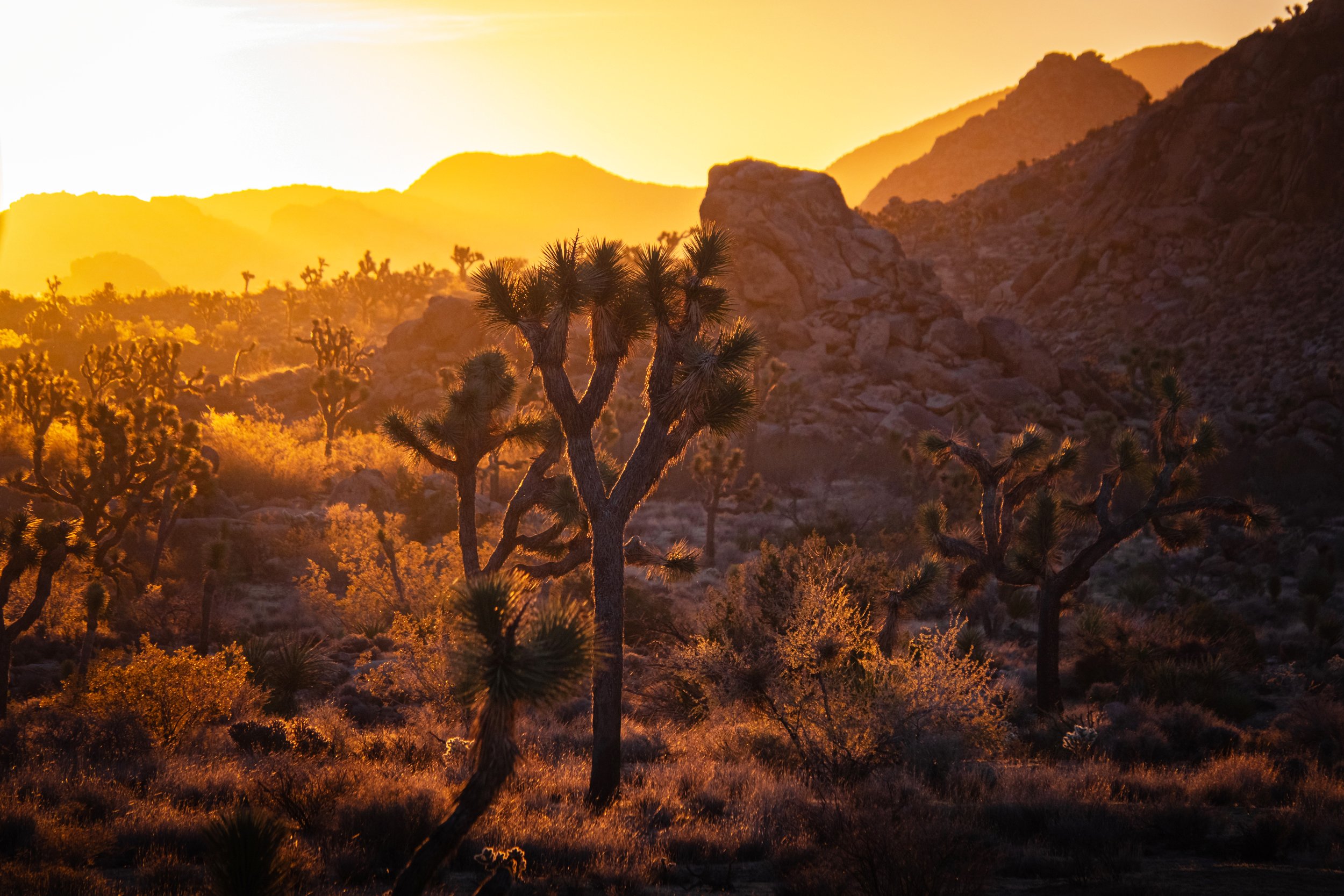 Joshua Tree