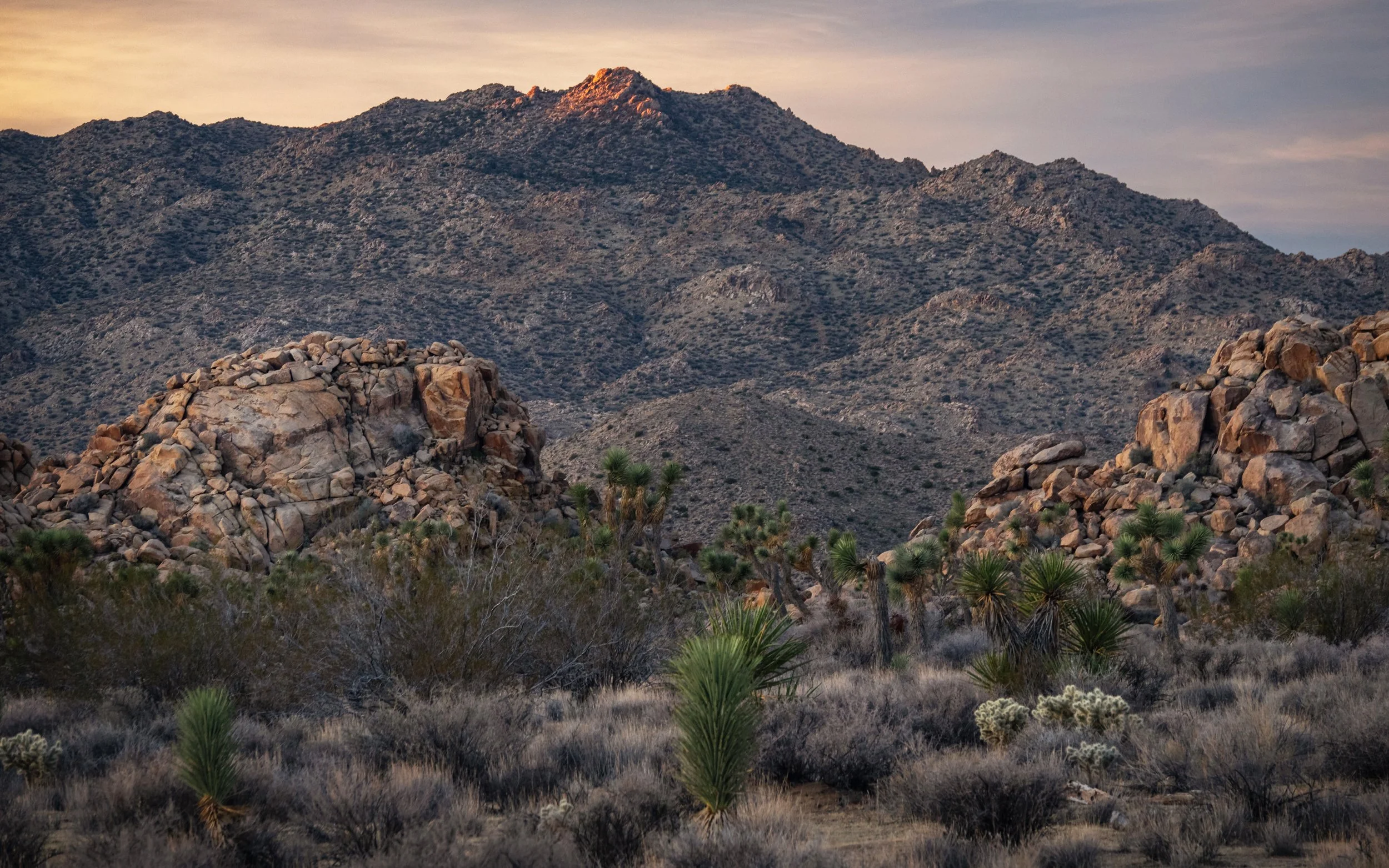 Joshua Tree