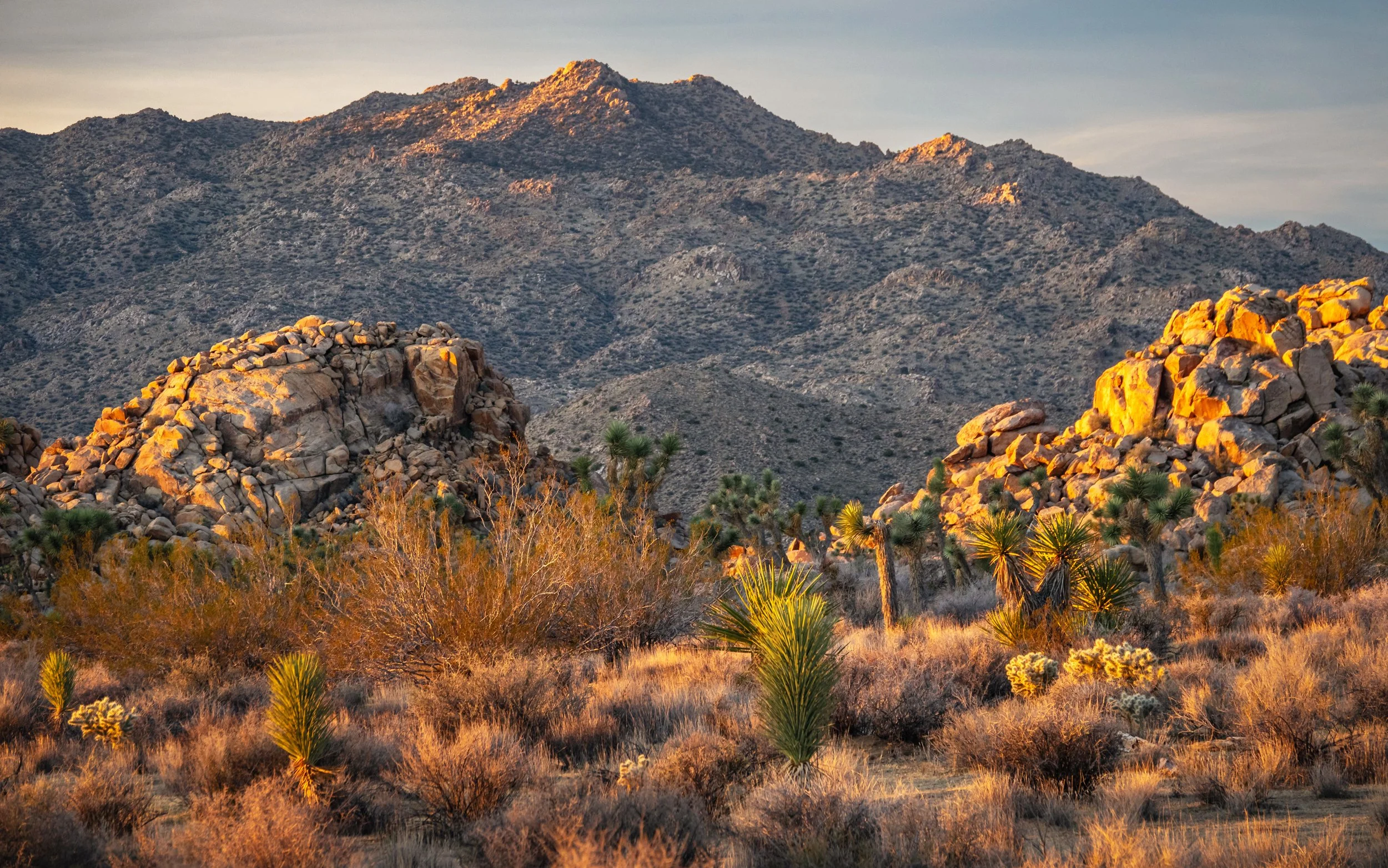 Joshua Tree