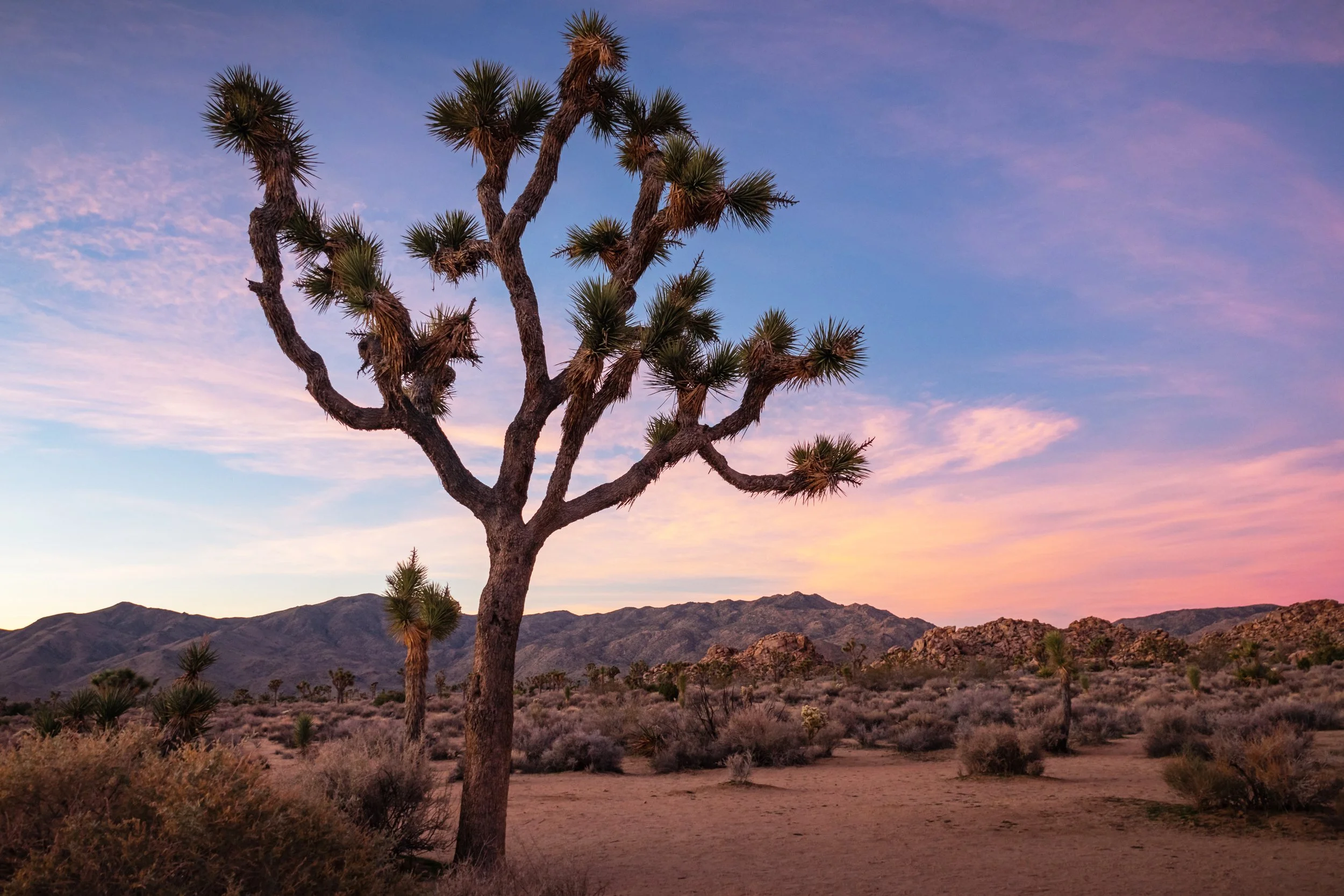 Joshua Tree