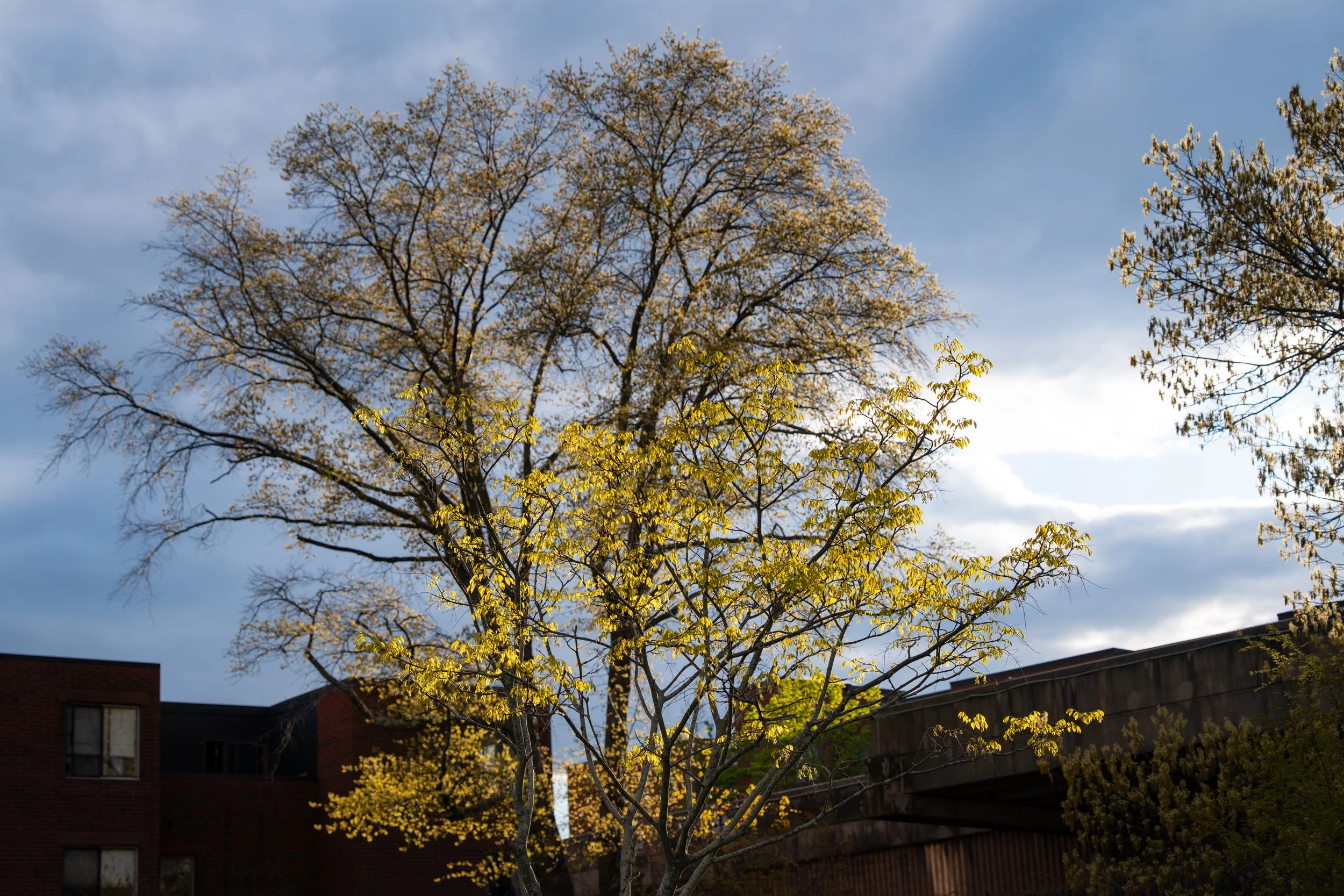 Brookline