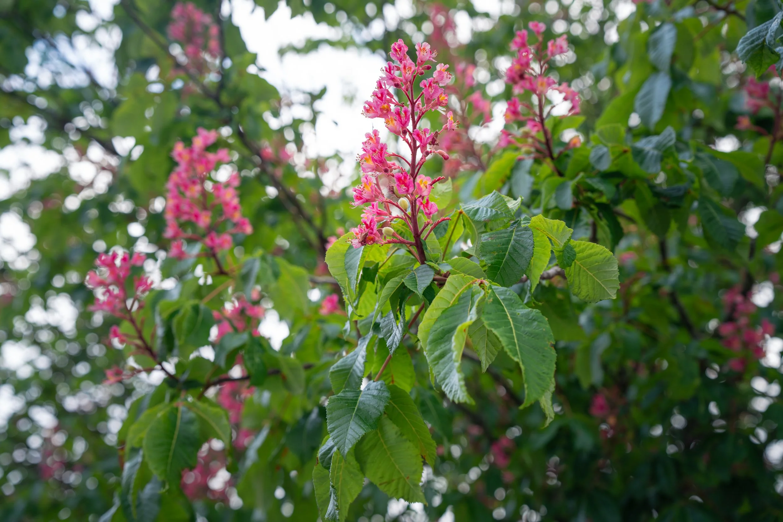 DSC02265-1.jpg