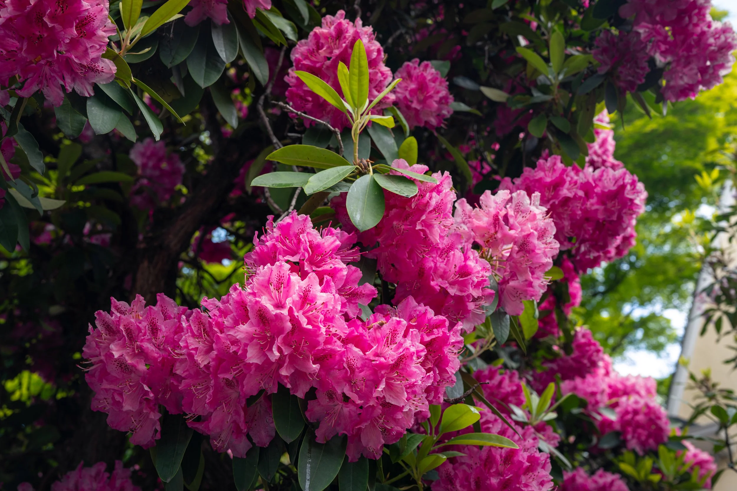 DSC02273-1.jpg