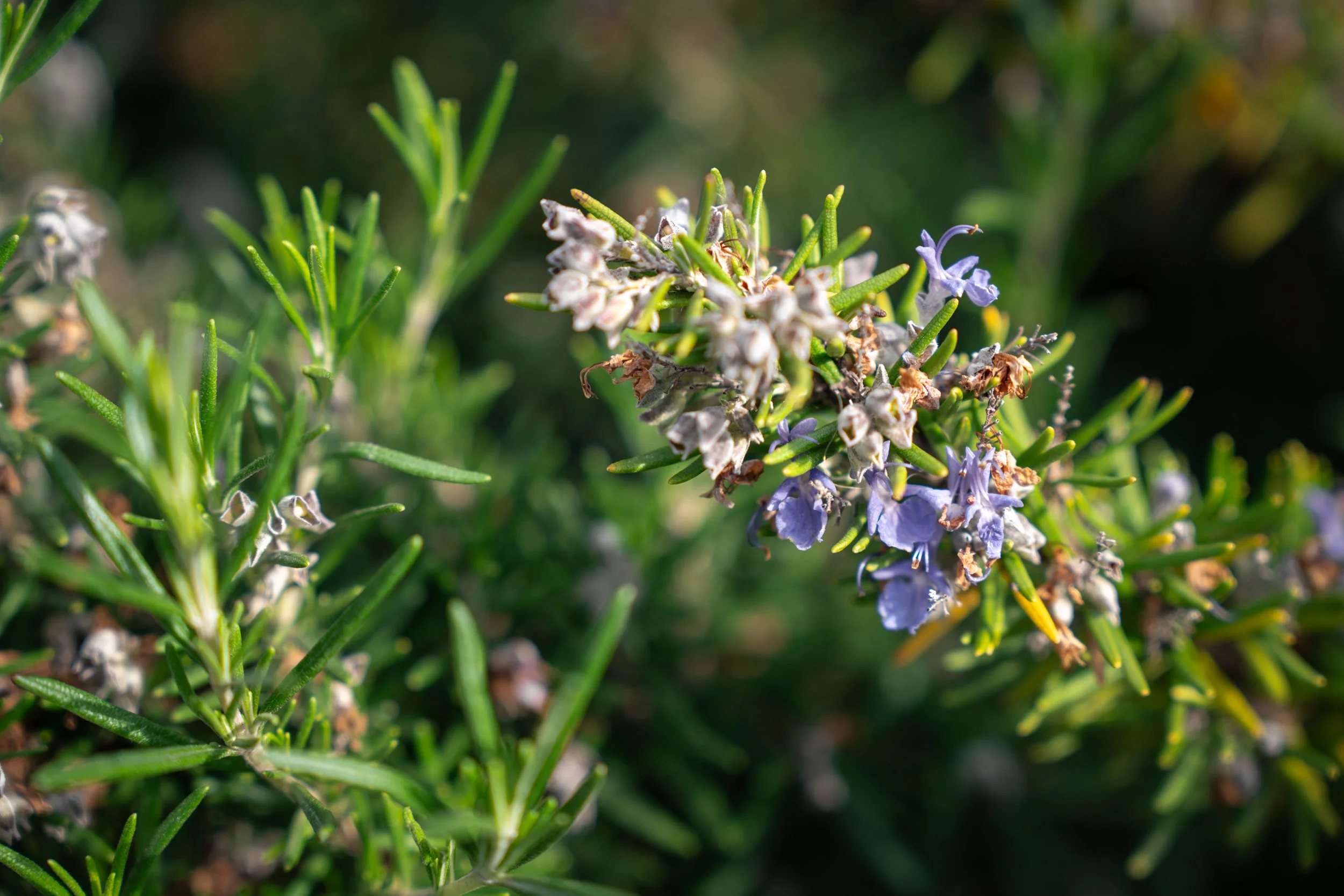 DSC02315-1.jpg