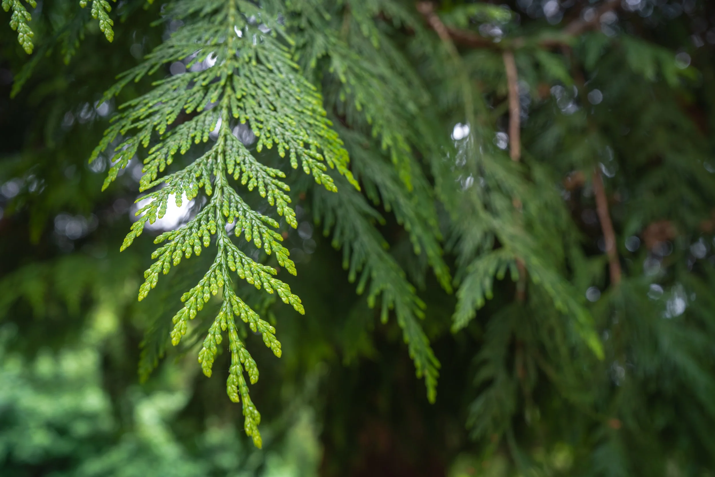 DSC02882-1.jpg