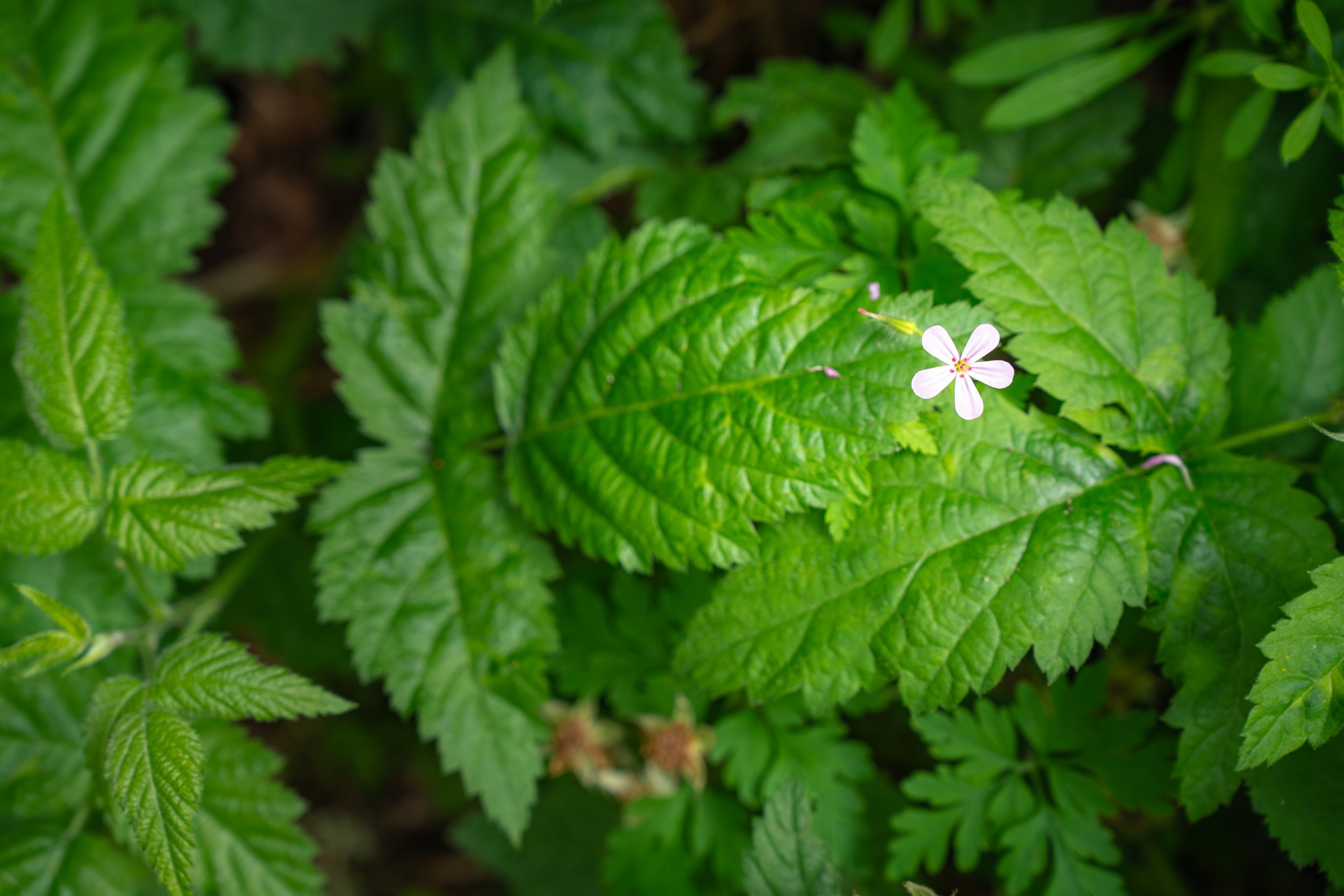 DSC02943-1.jpg