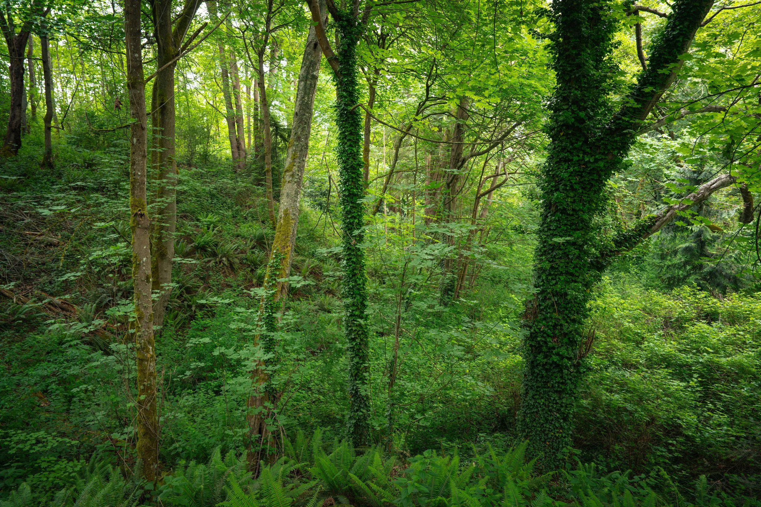 DSC02960-1.jpg