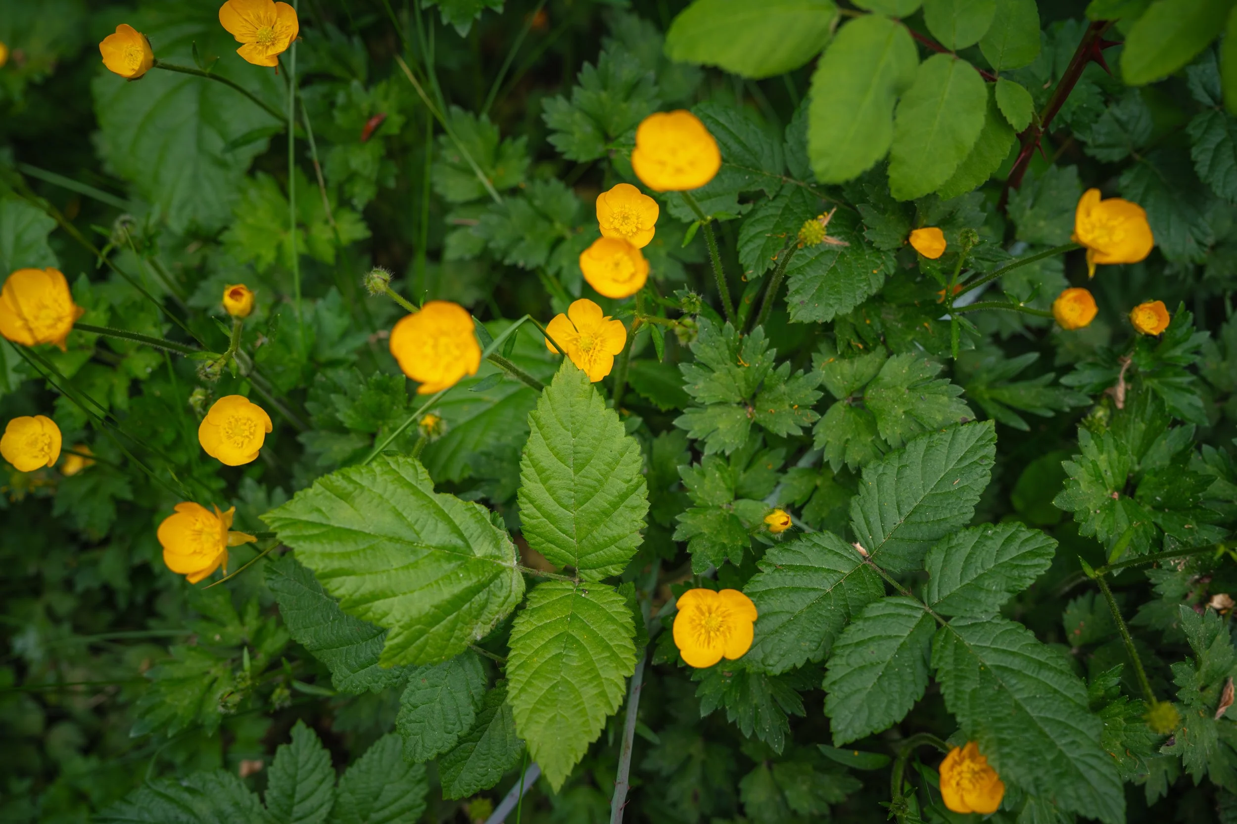 DSC02972-1.jpg
