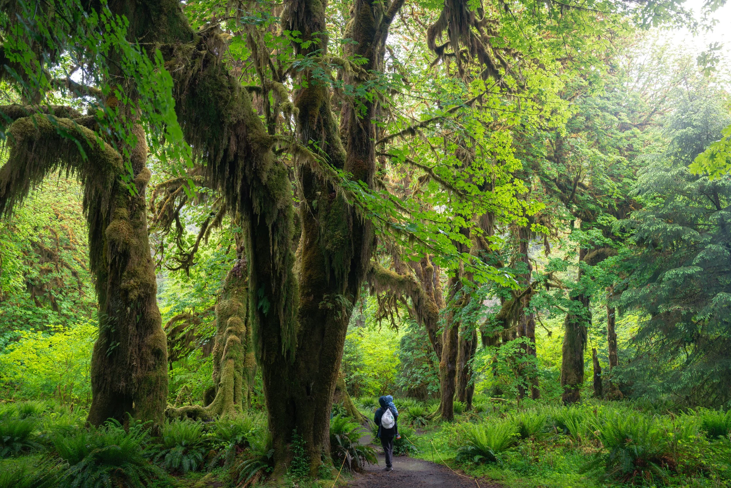 Olympic National Park