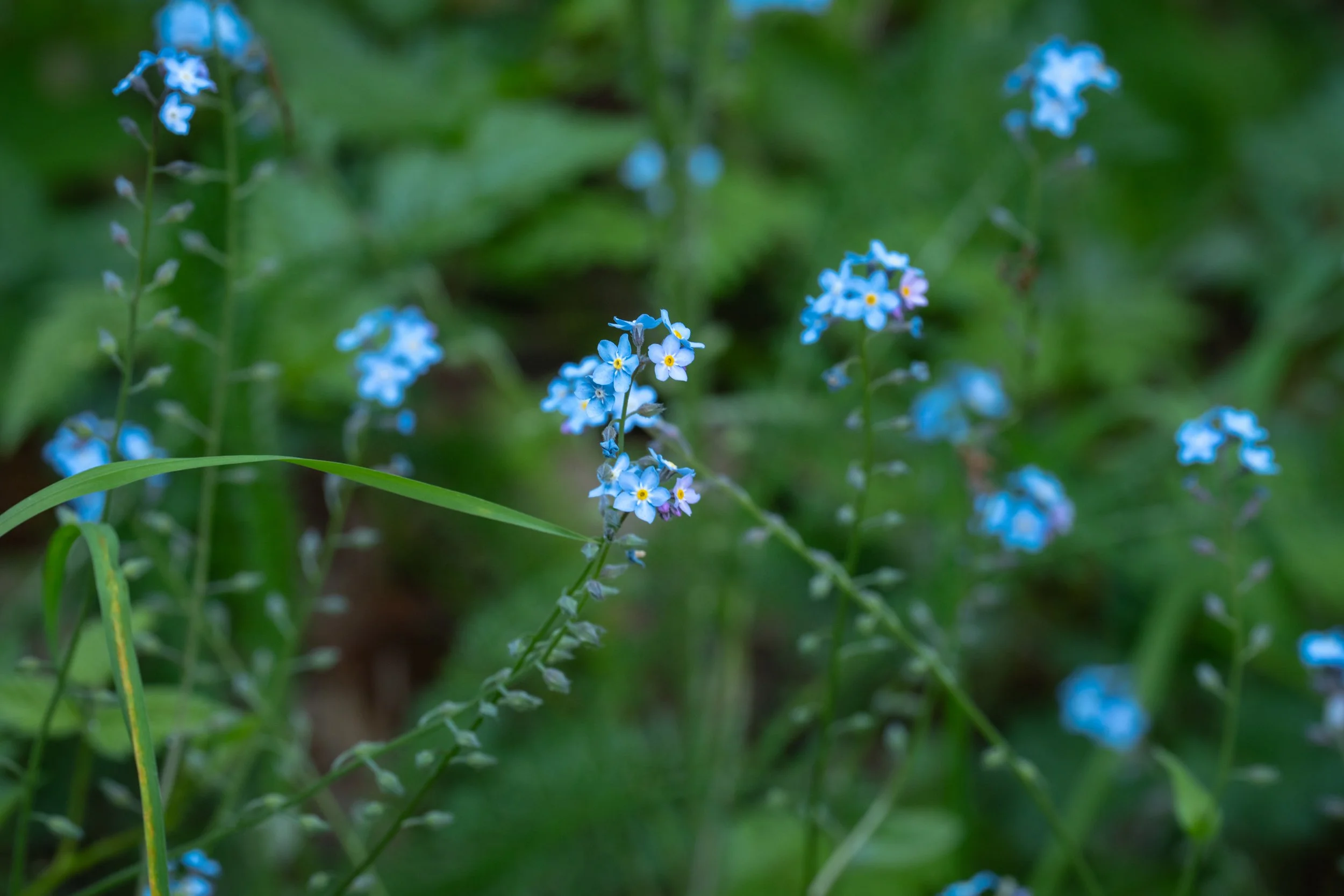 DSC03373-1.jpg