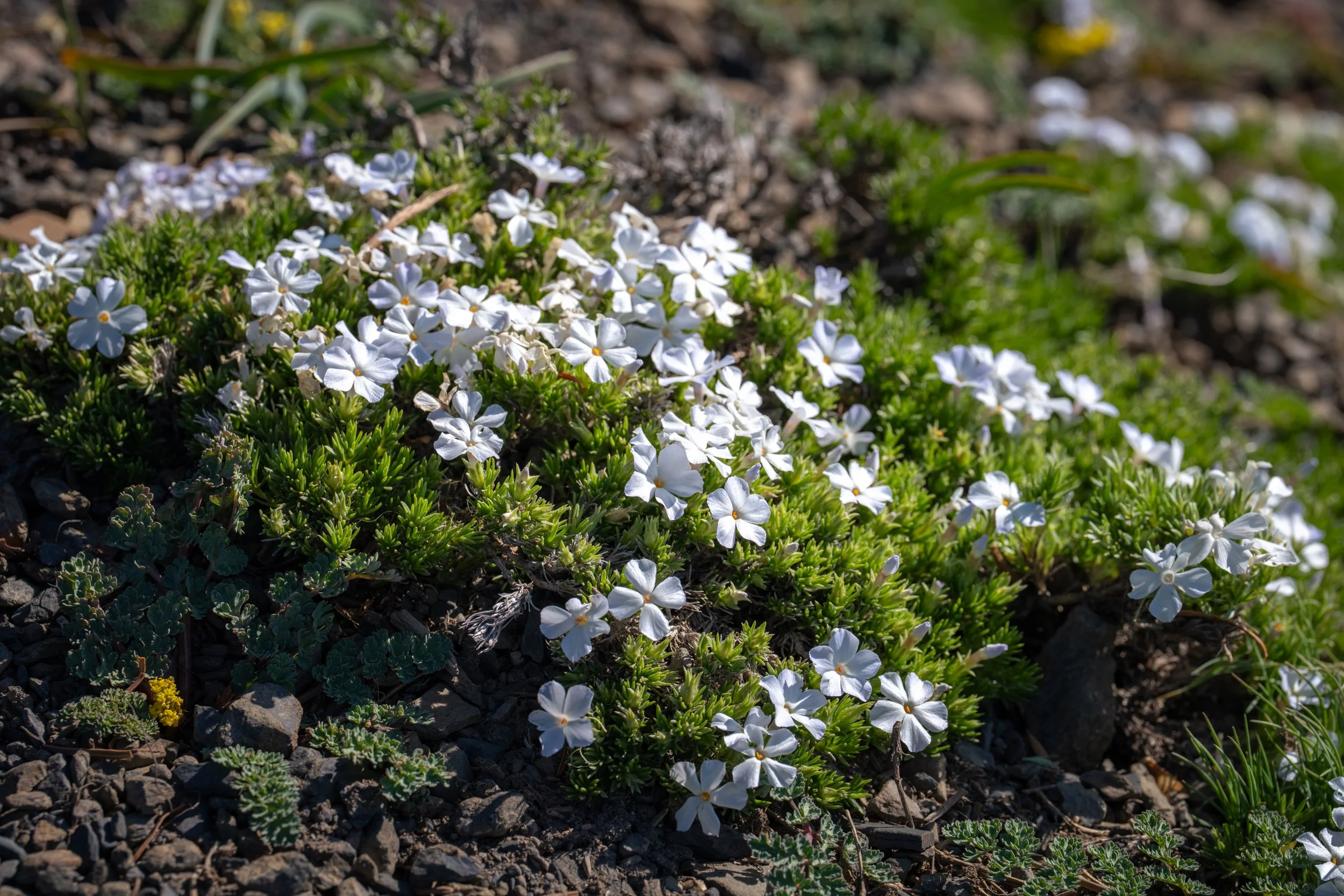 DSC03432-1.jpg