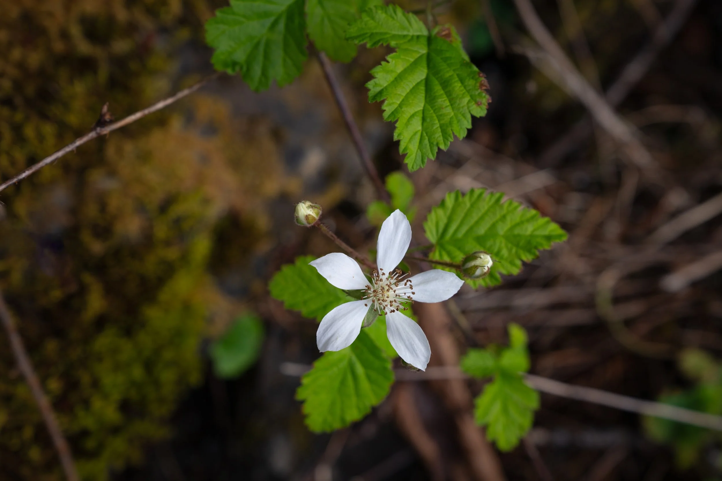 DSC03610-1.jpg