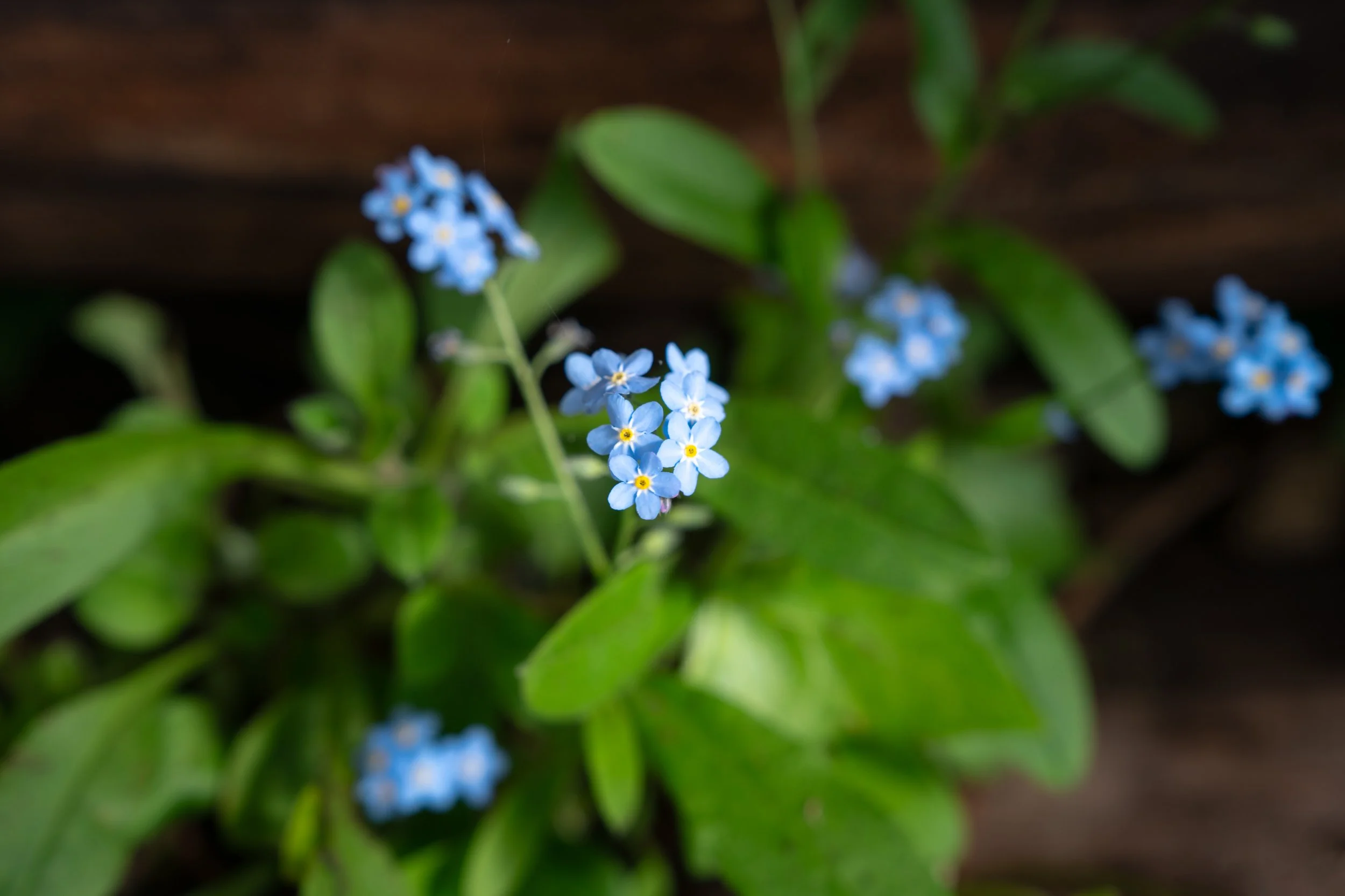 DSC03611-1.jpg