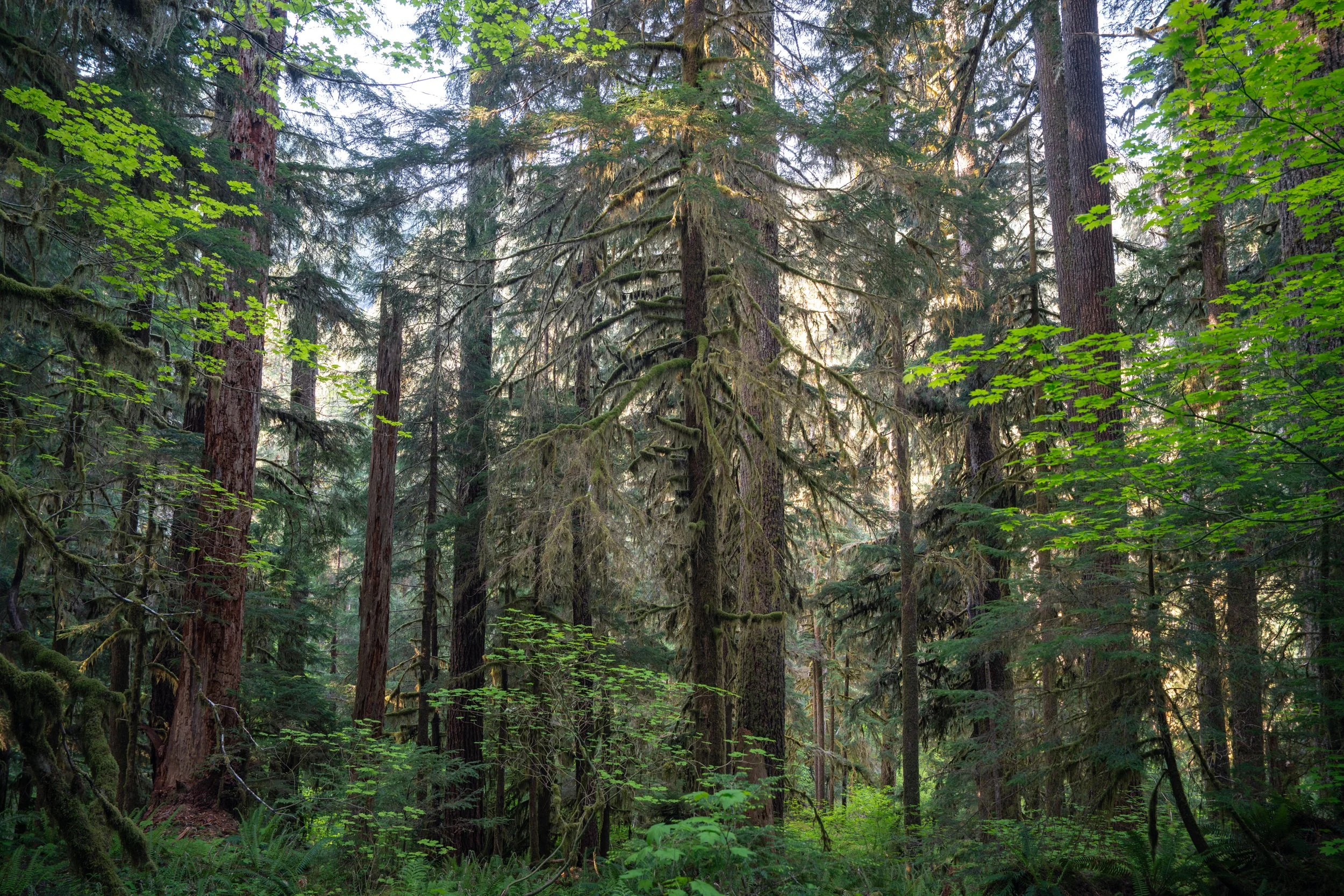 Olympic National Park