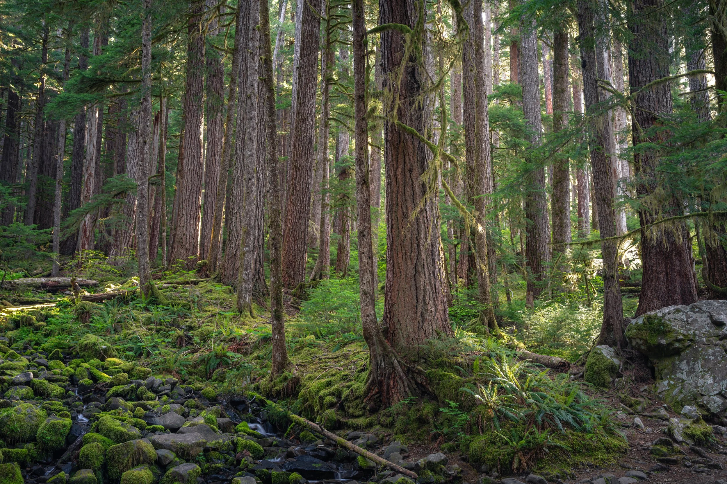 Olympic National Park