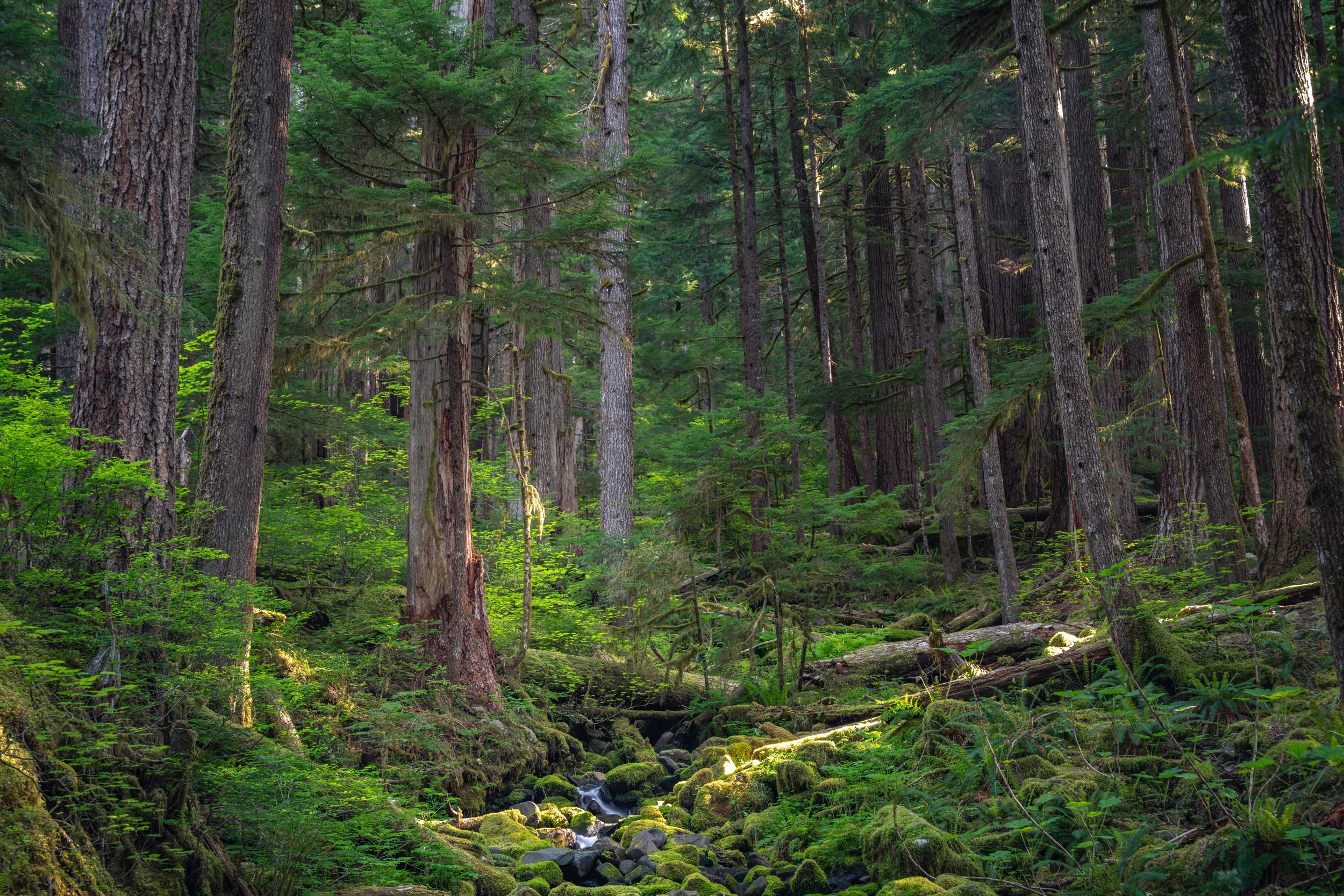 Olympic National Park