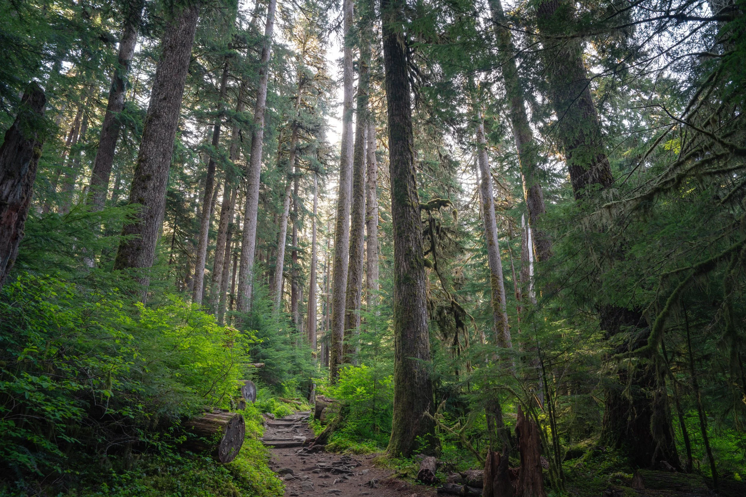 Olympic National Park