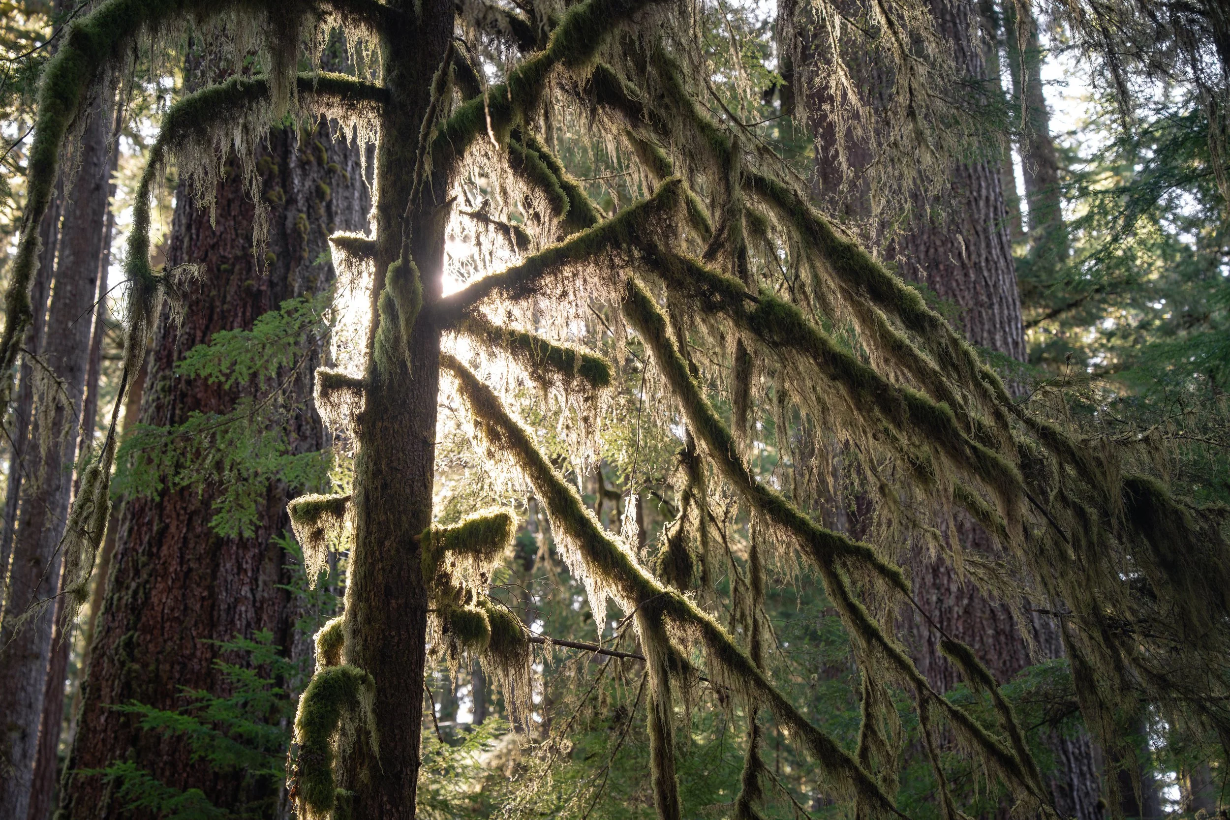 Olympic National Park