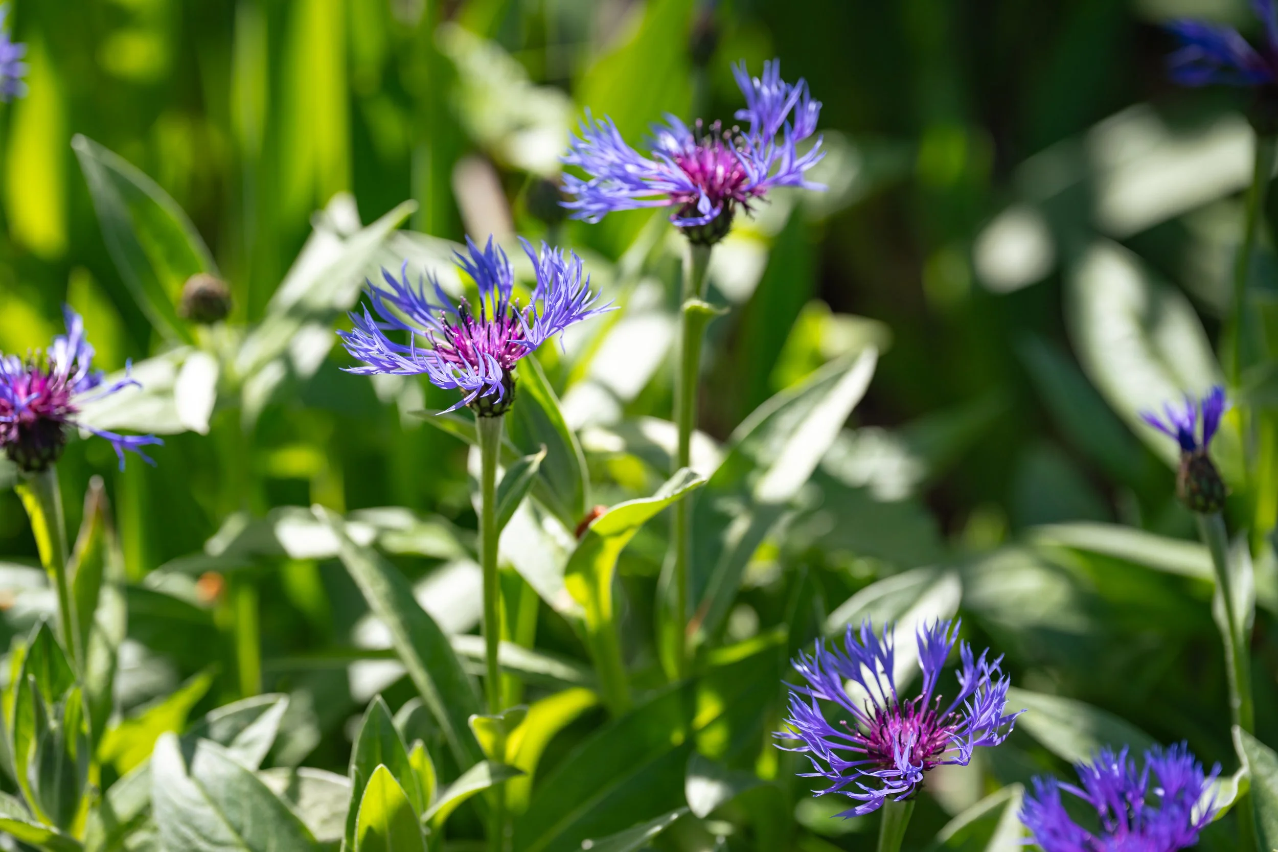 DSC03930-1.jpg