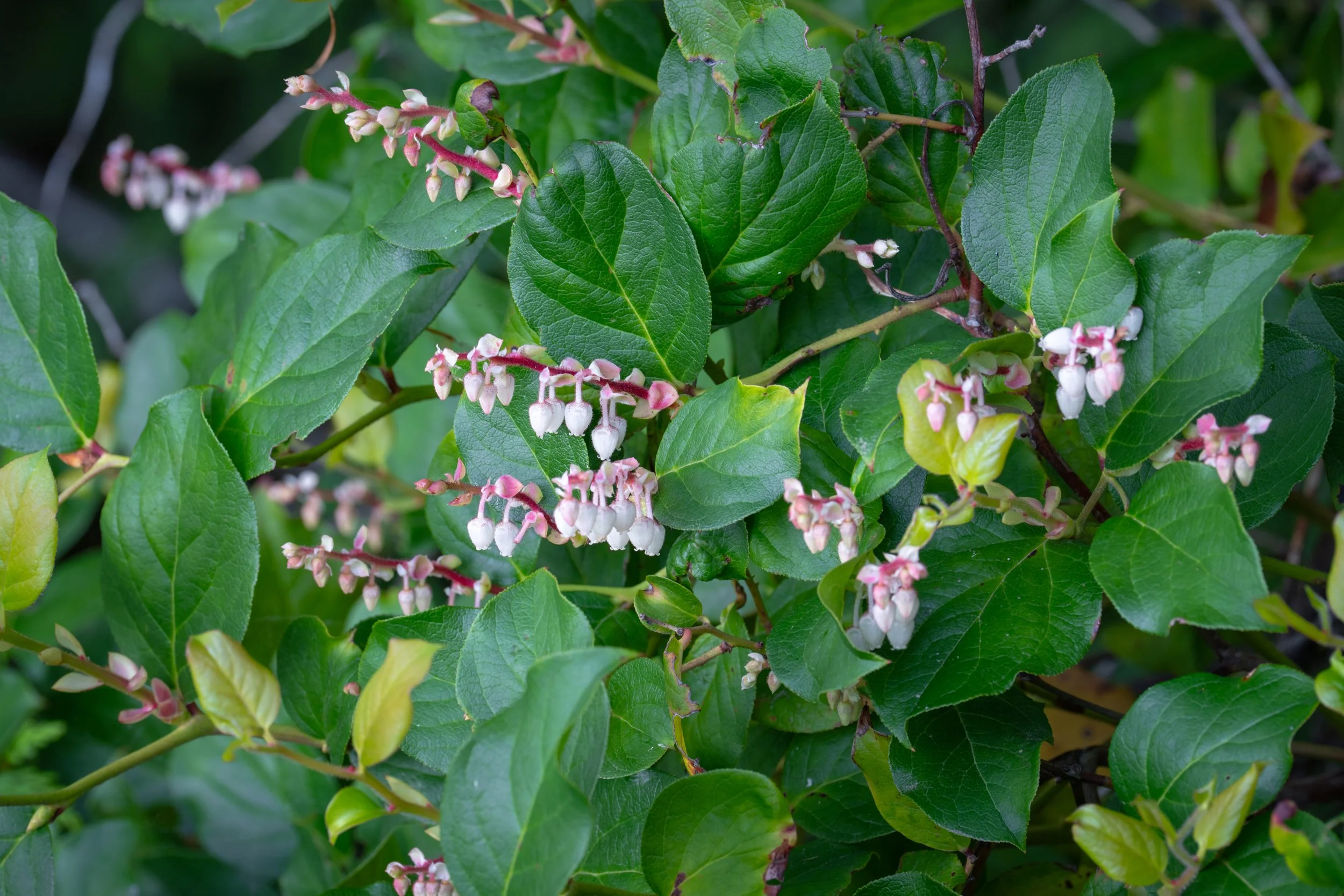 DSC04019-1.jpg