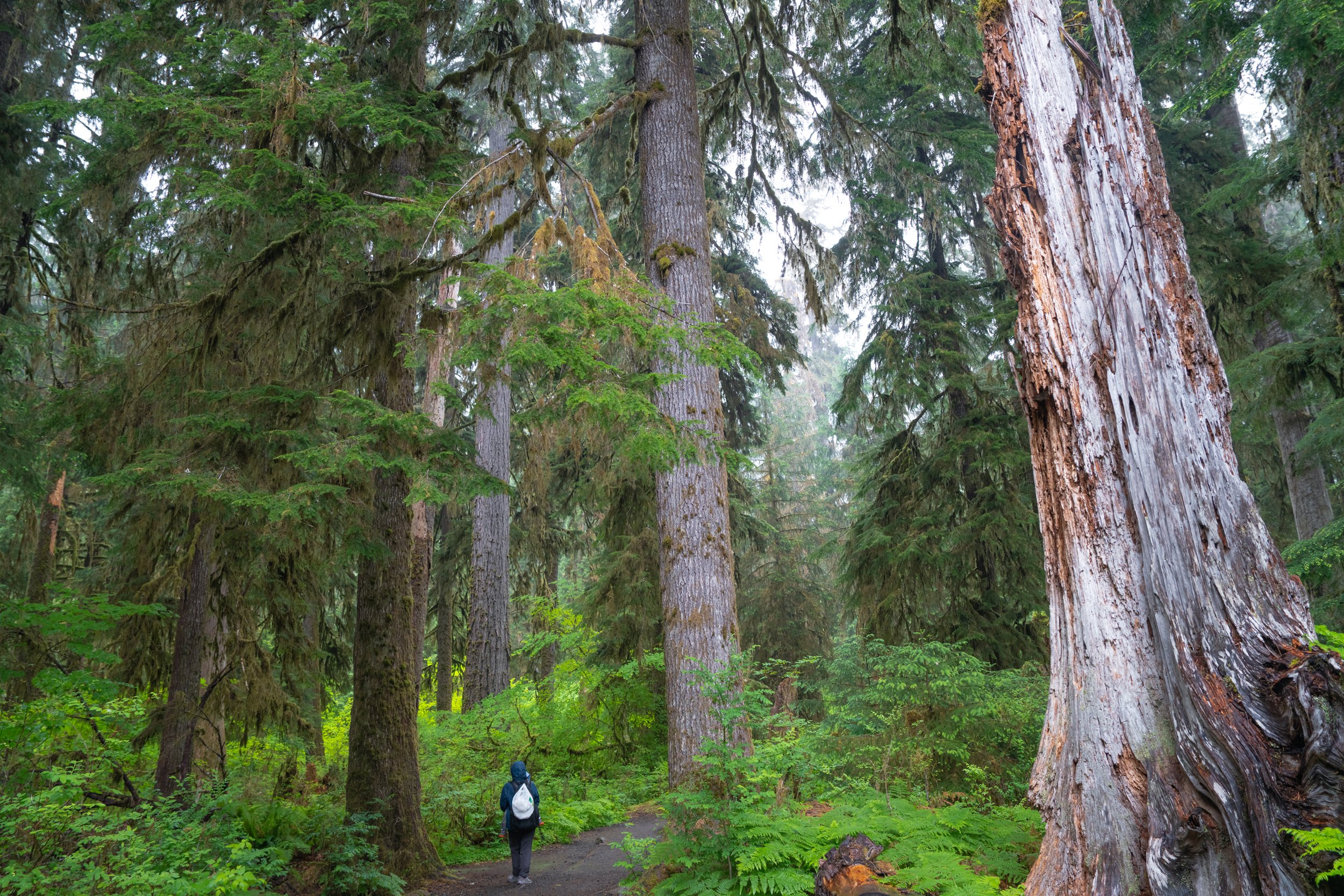 Olympic National Park