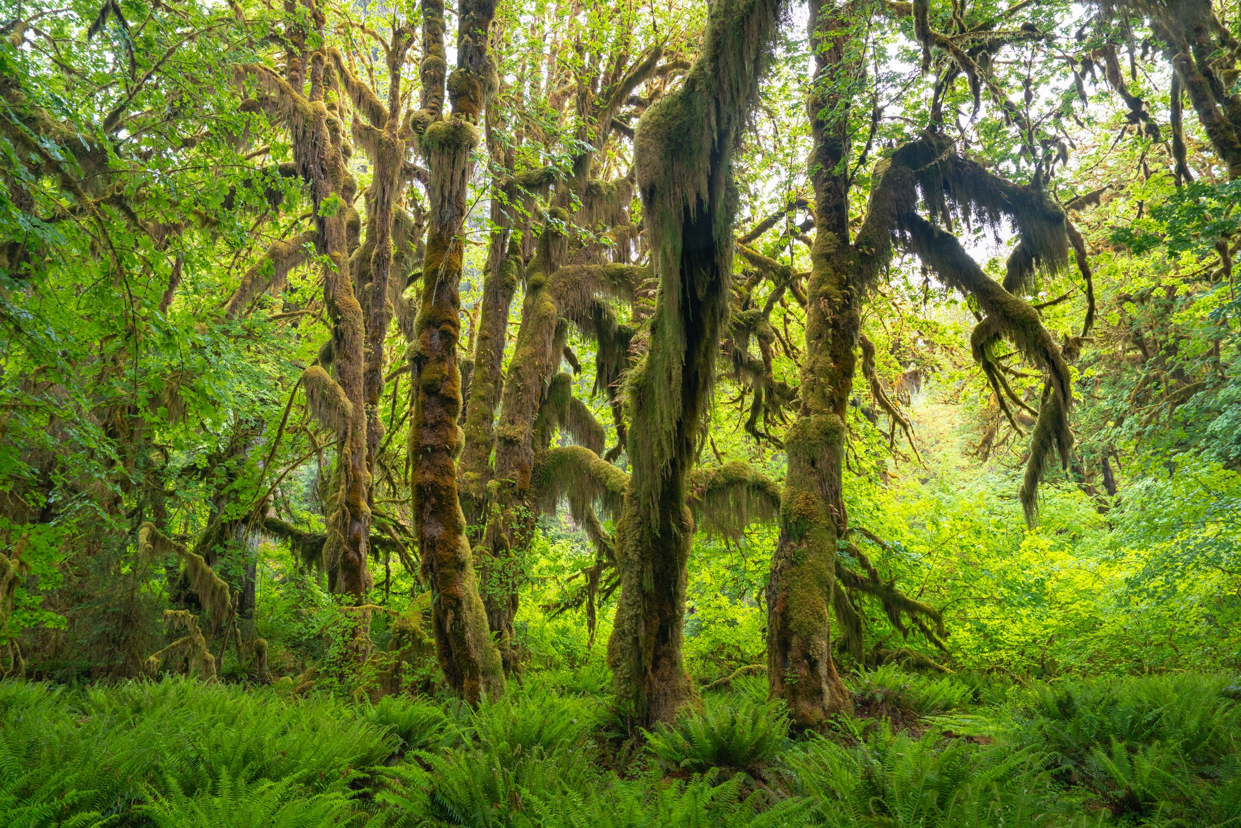 Olympic National Park