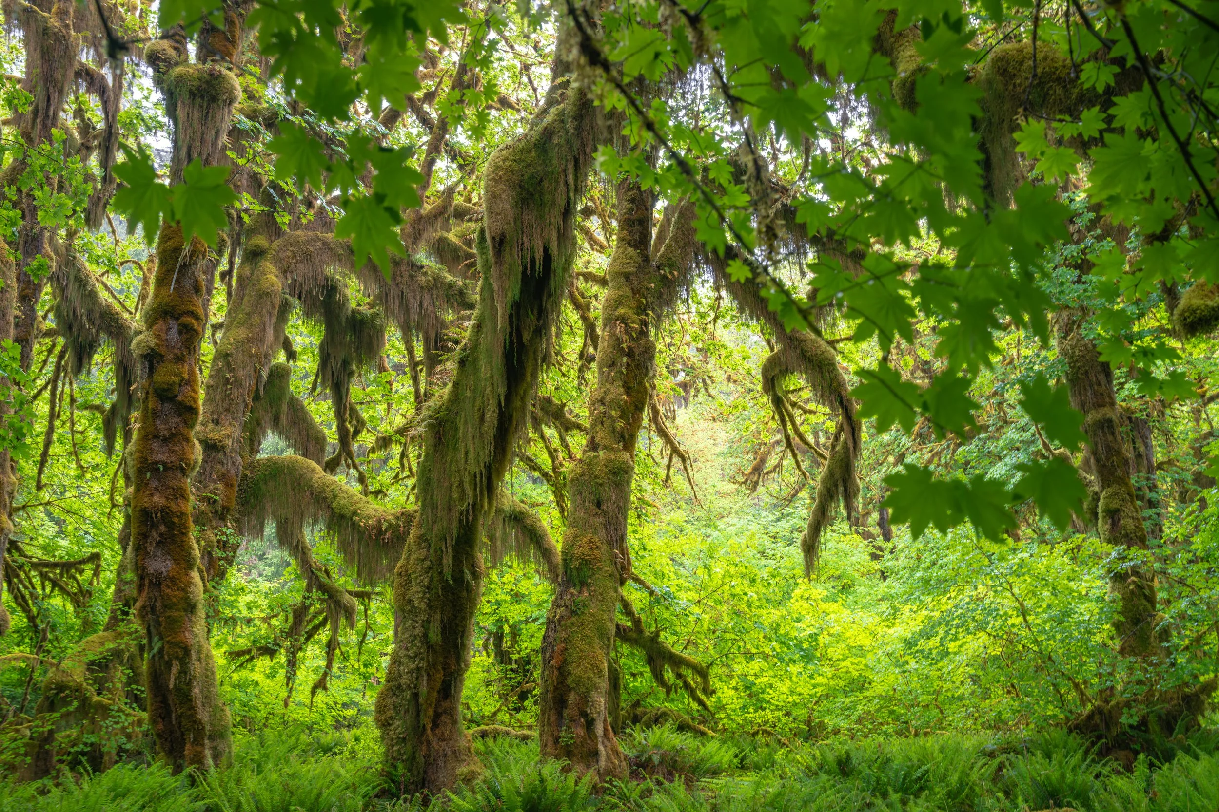 Olympic National Park