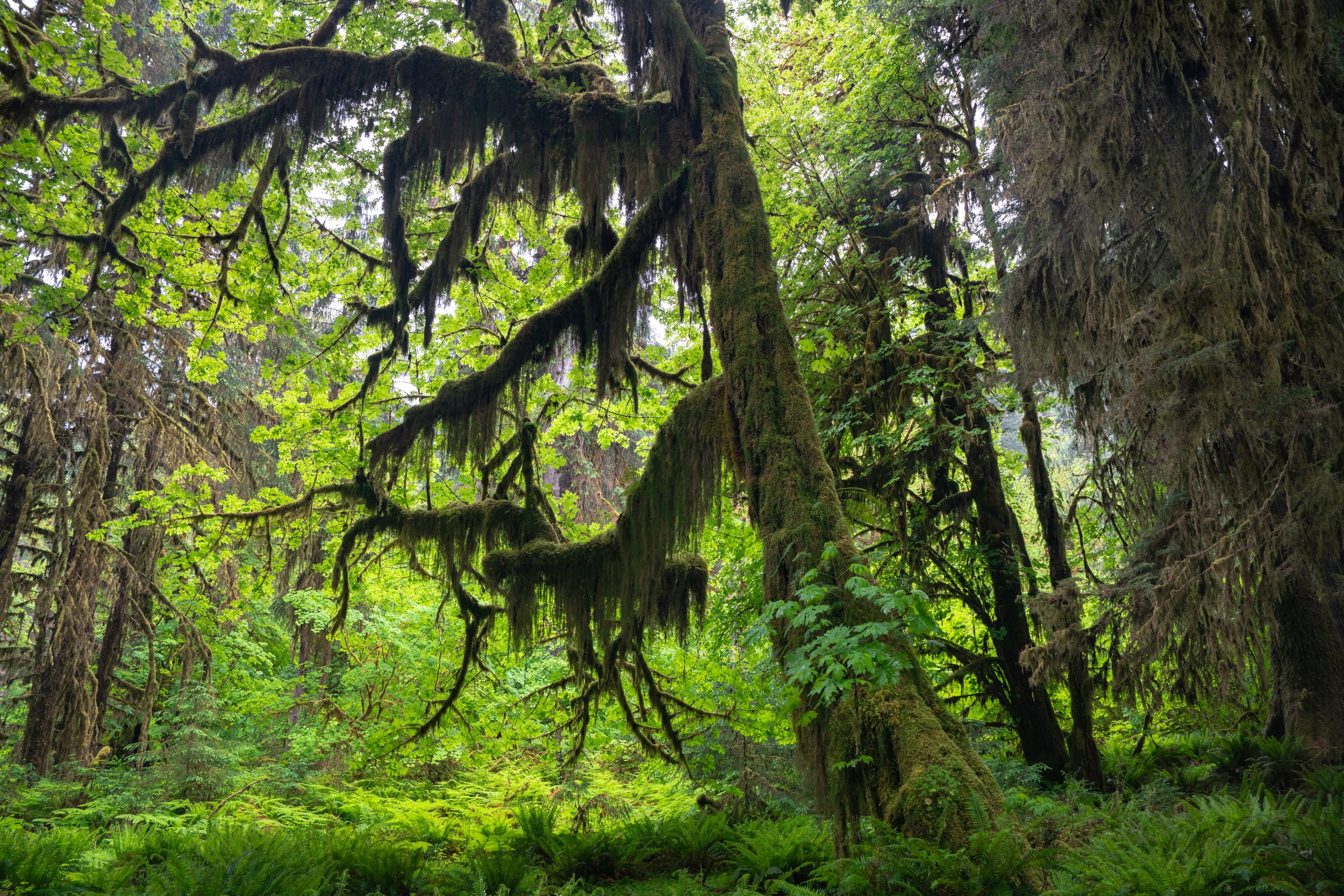 Olympic National Park