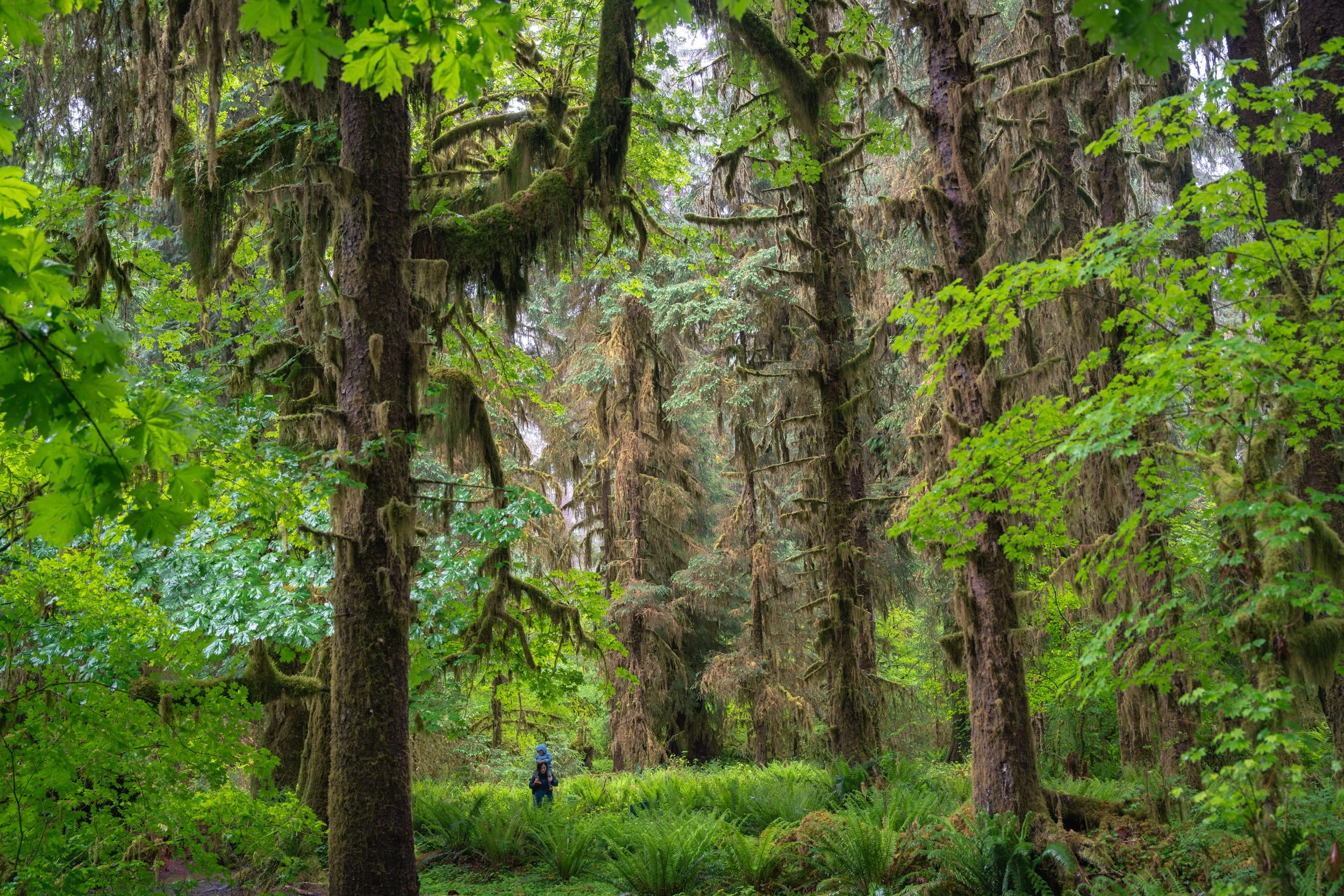 Olympic National Park