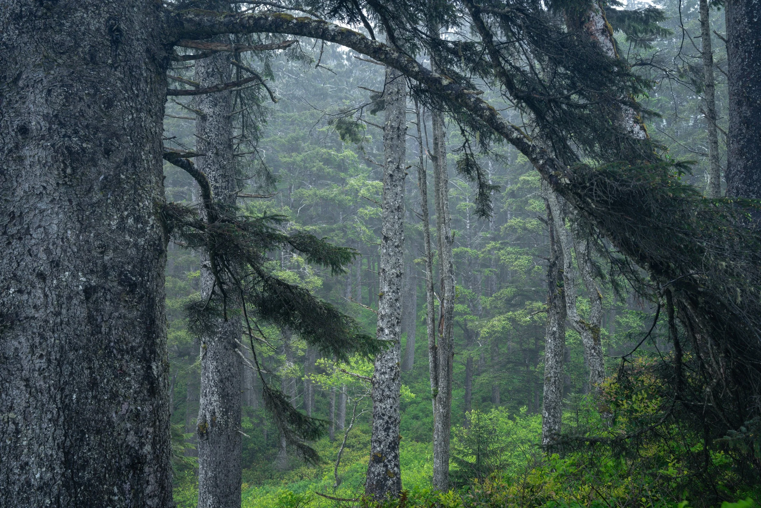 Olympic National Park