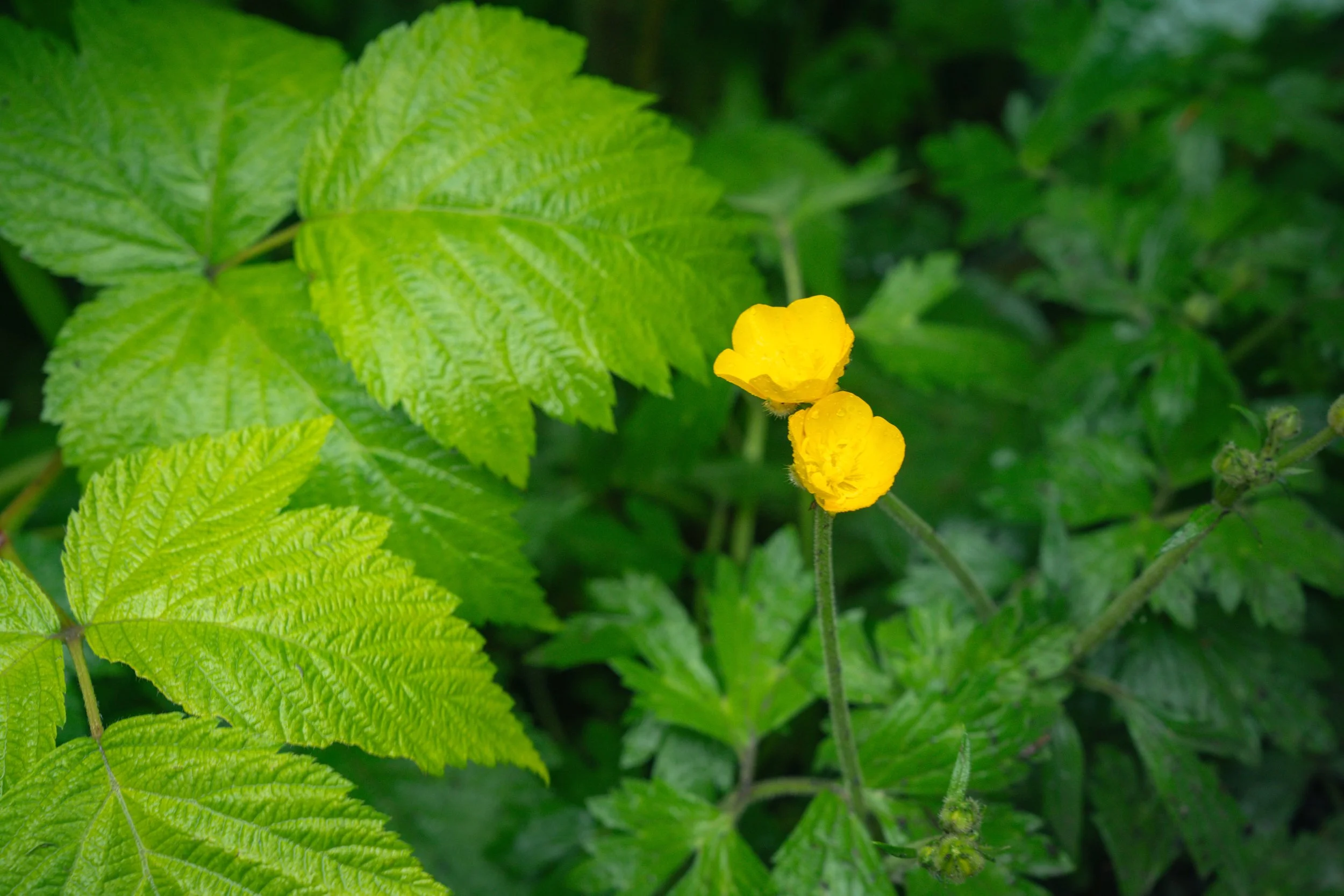 DSC04445-1.jpg