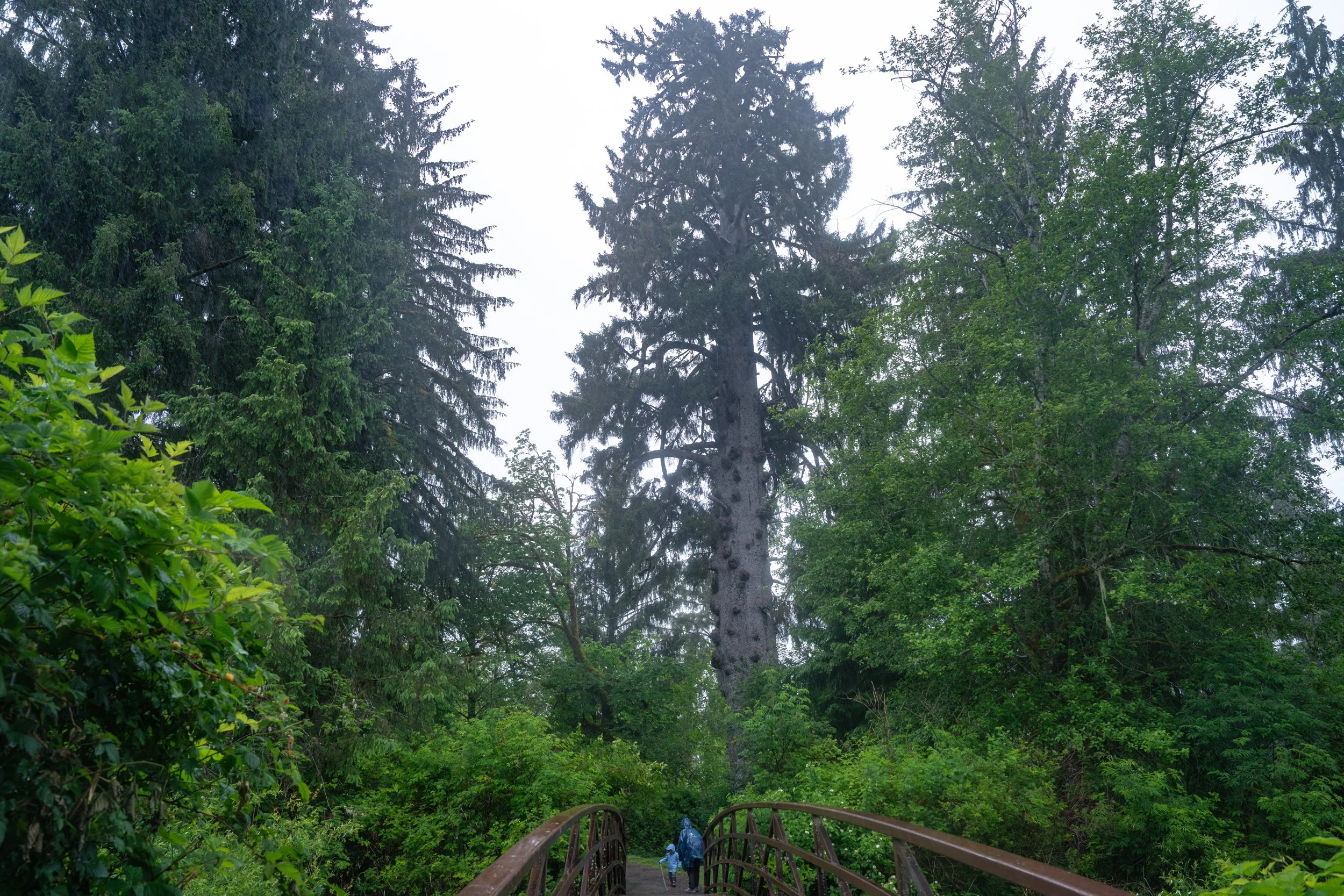 Olympic National Park