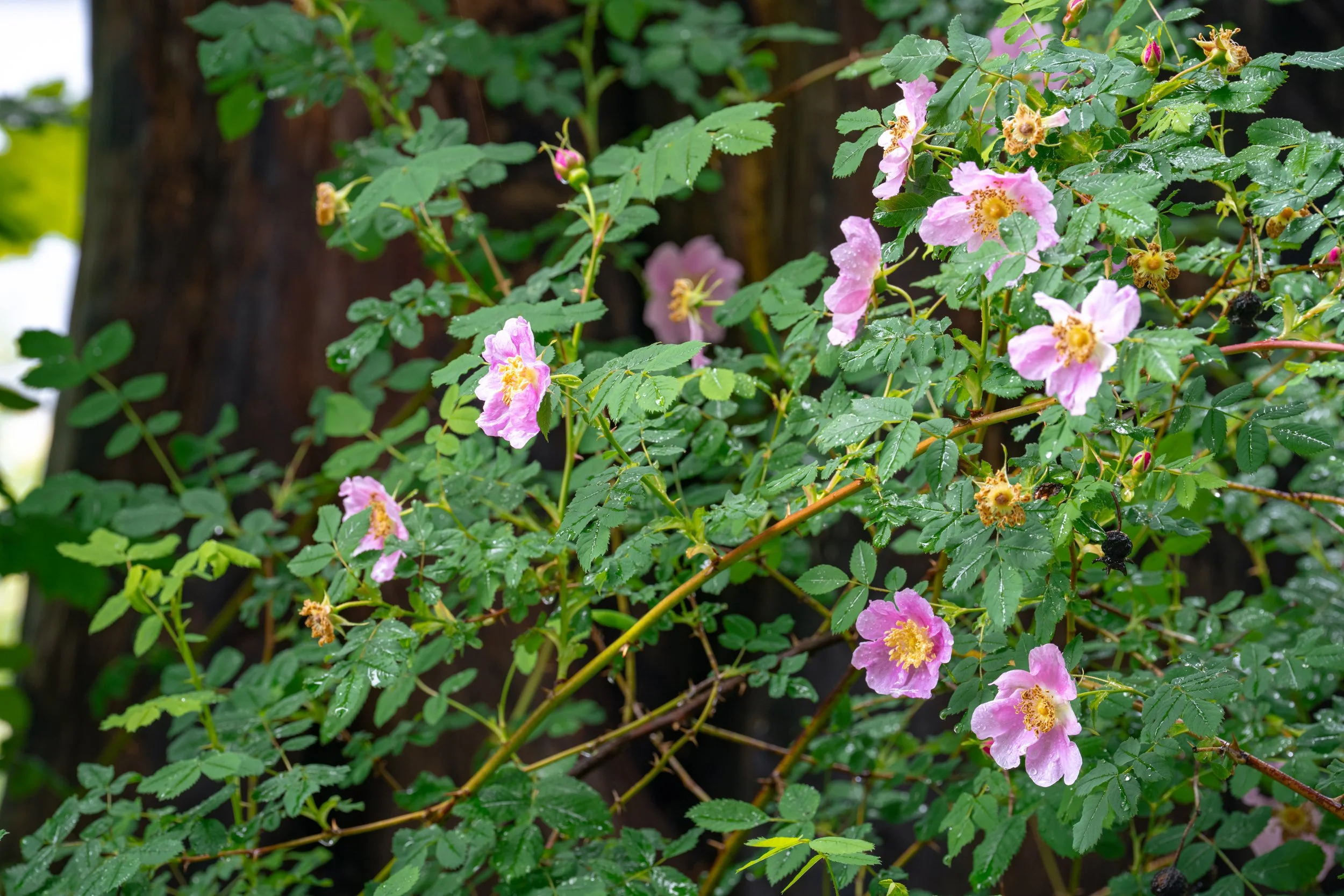 DSC04599-1.jpg