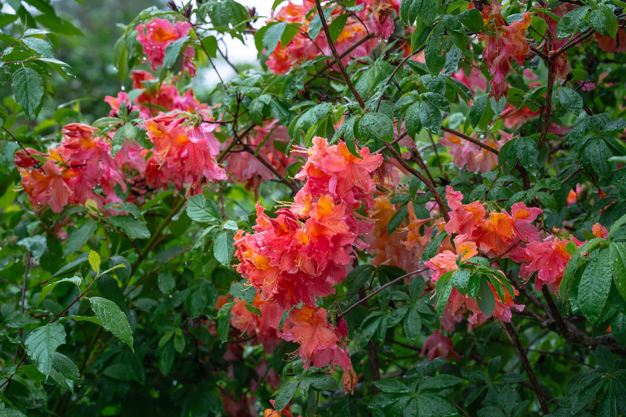 DSC04597-1.jpg