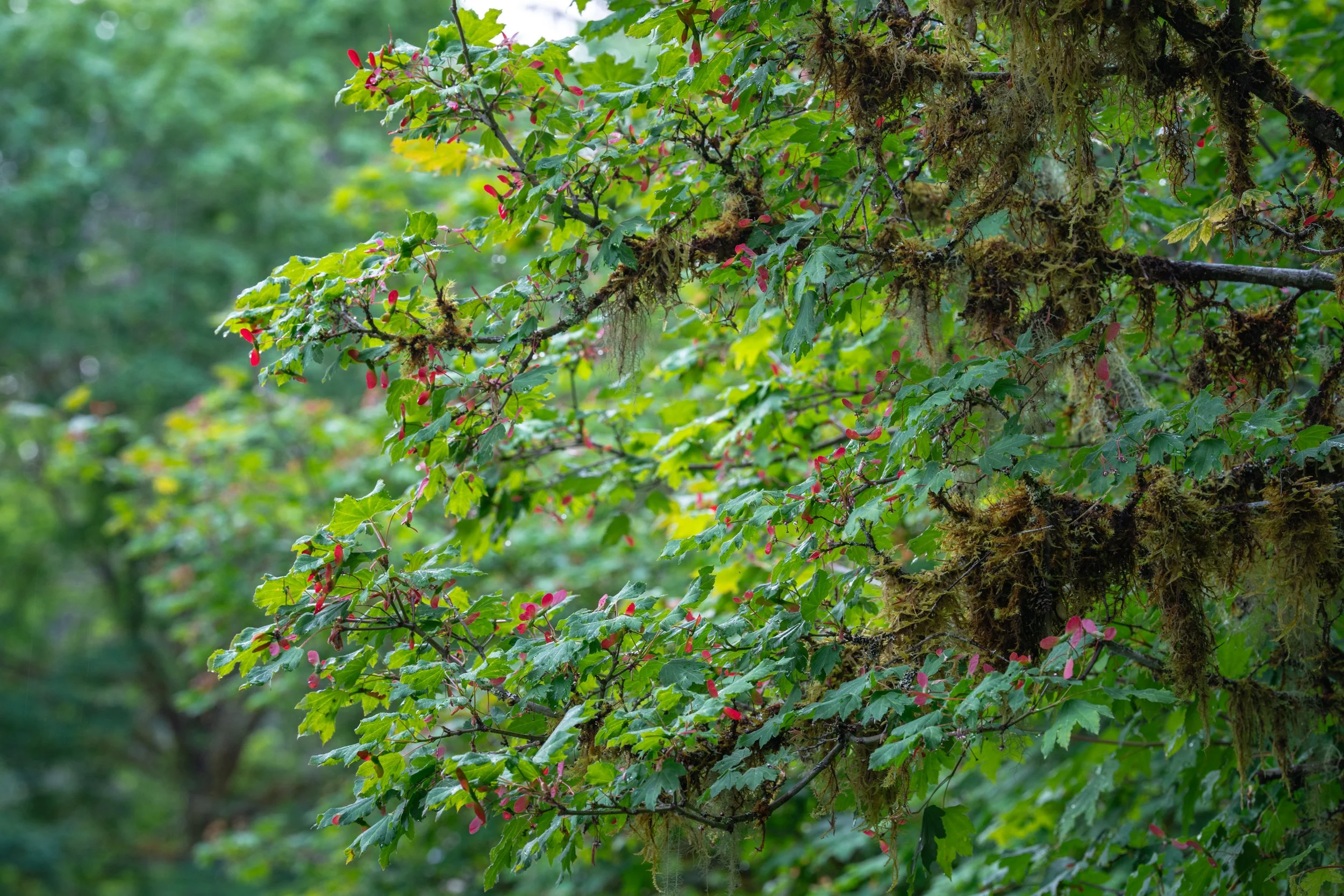 Olympic National Park