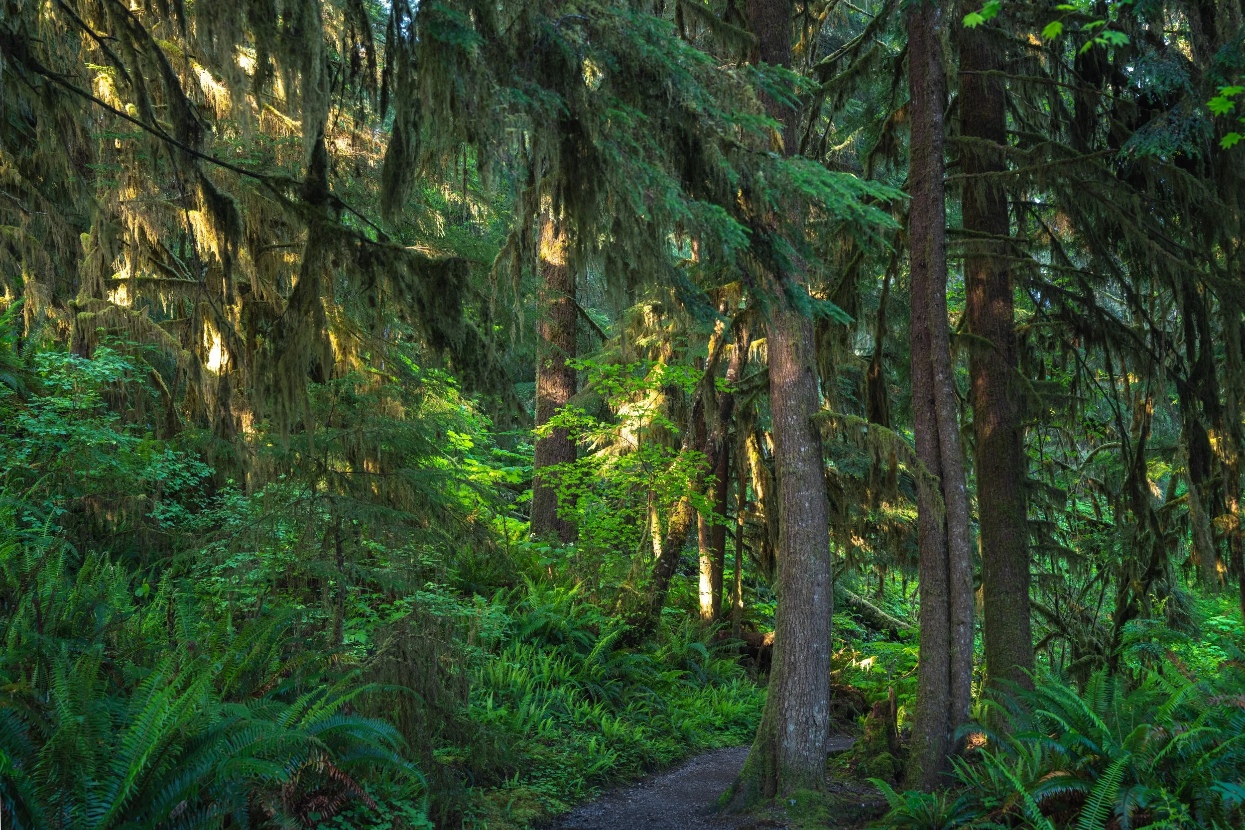 Olympic National Park