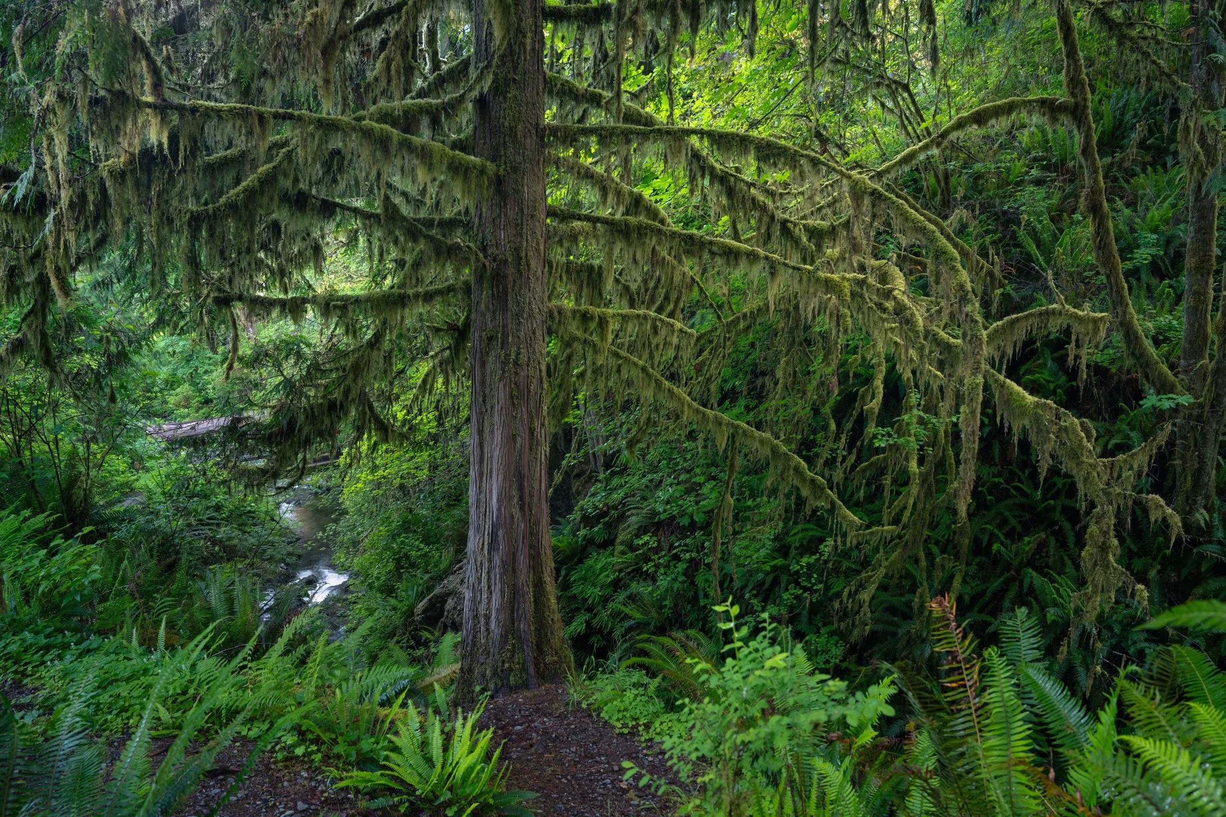 Olympic National Park
